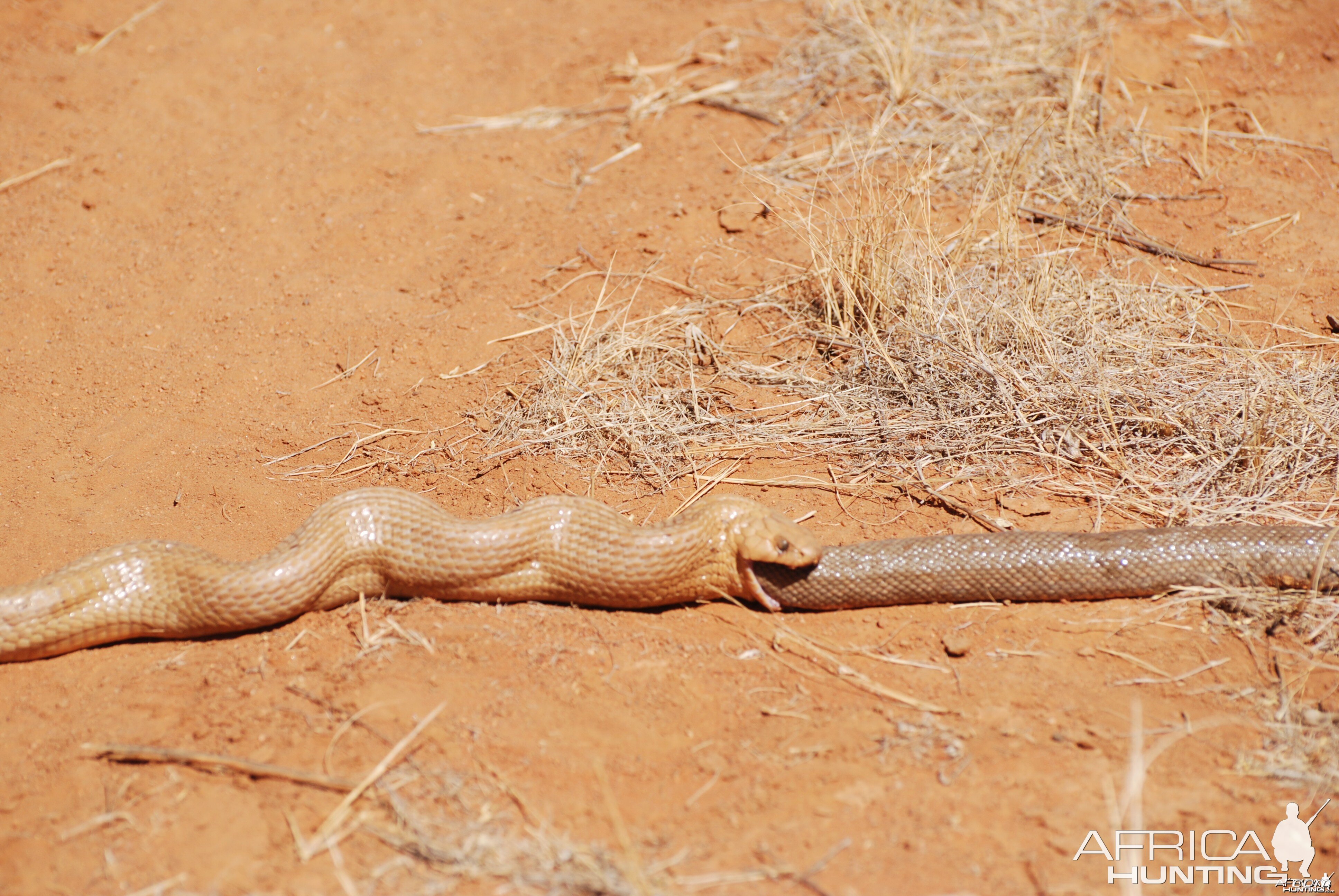 spitting cobra upchucking snake