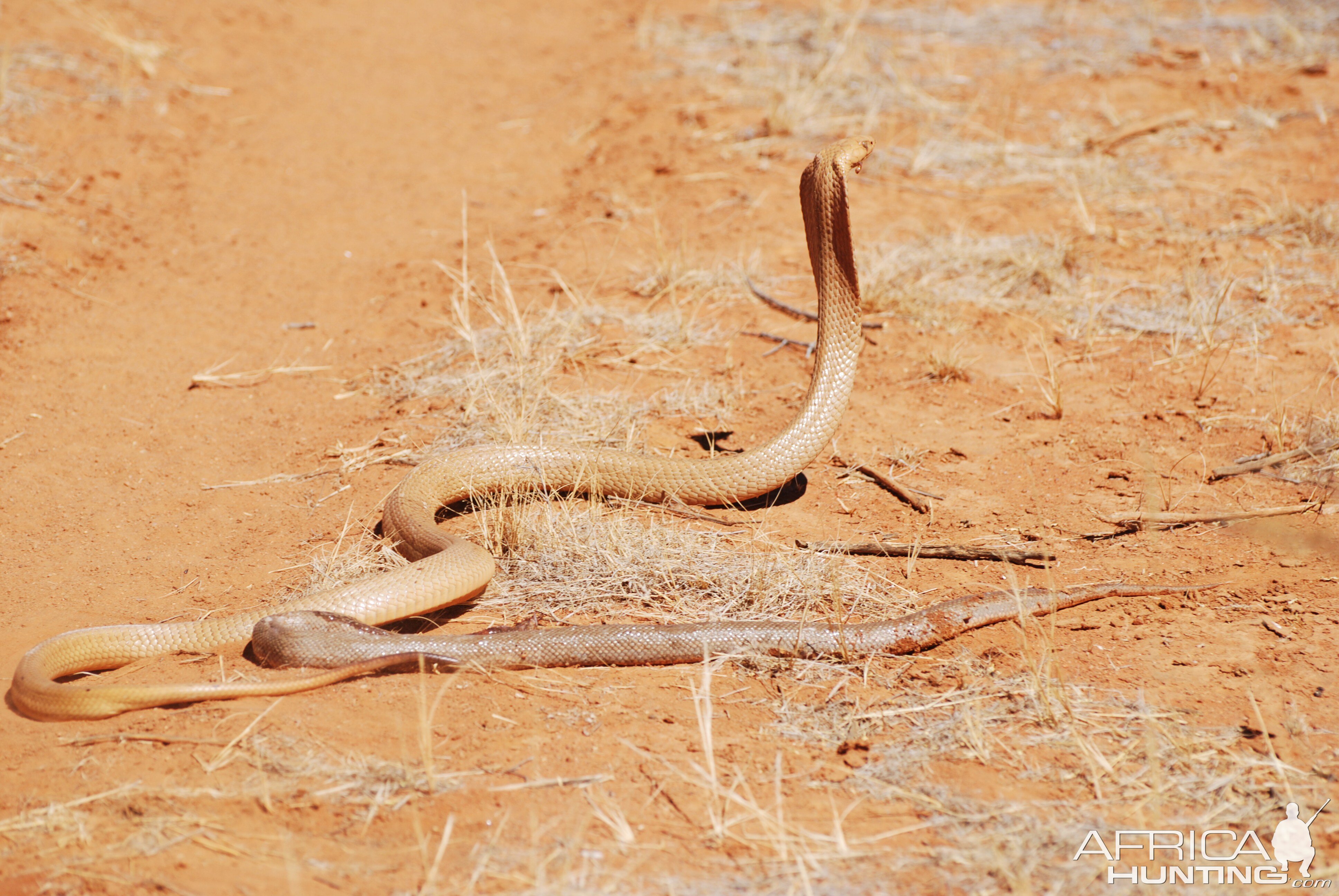 spitting cobra | AfricaHunting.com