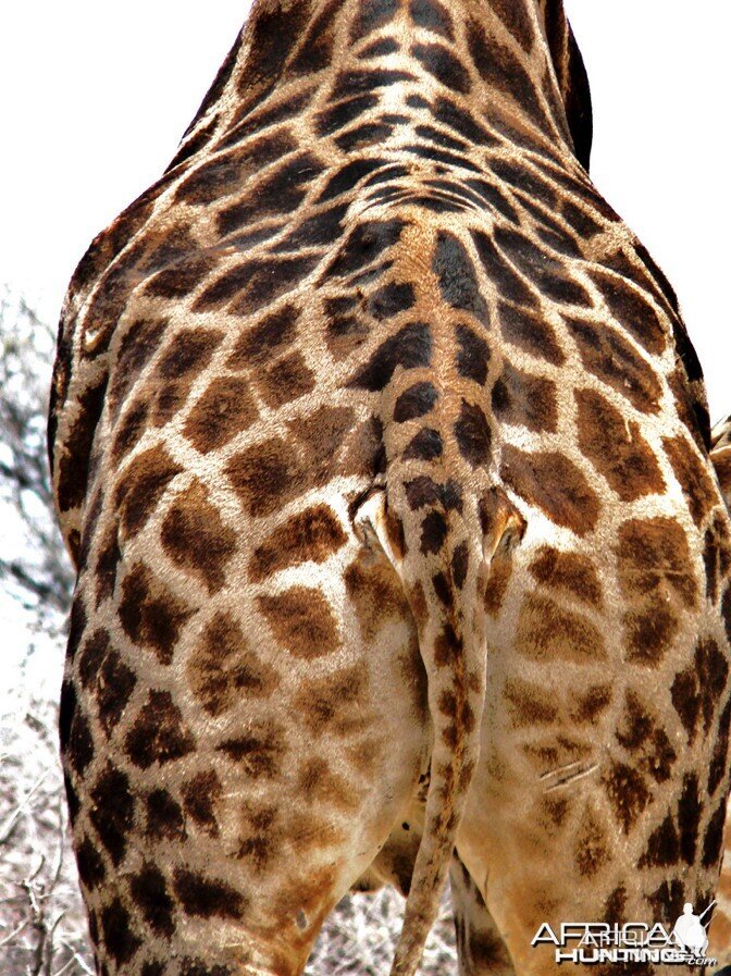 Spots of Namibia