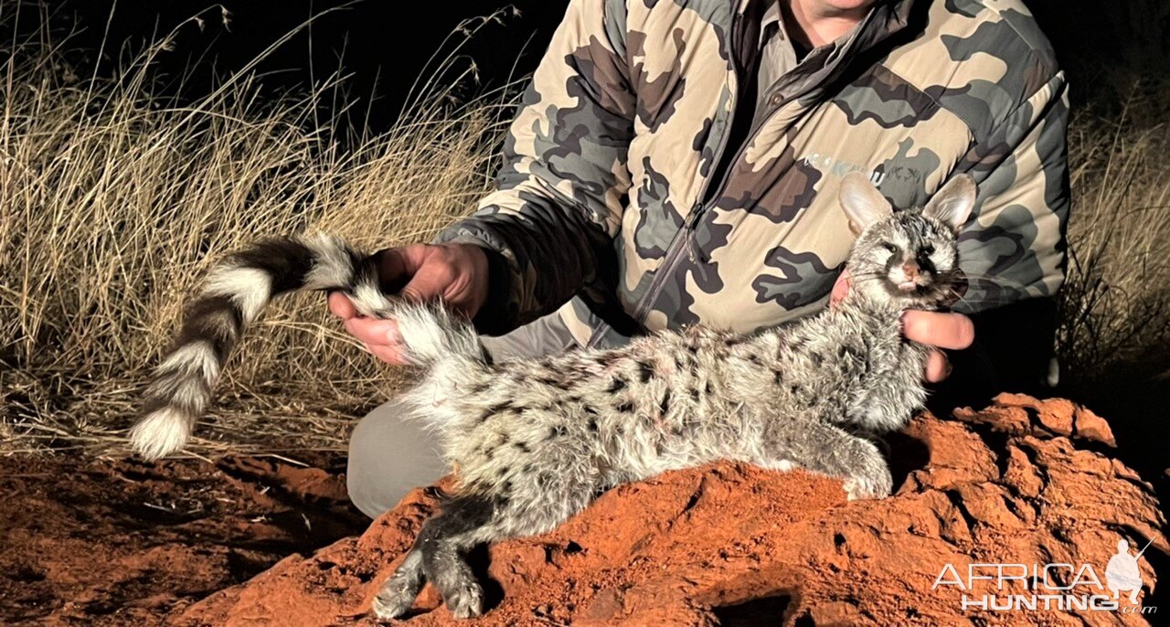 Spotted Genet Hunting Limpopo South Africa