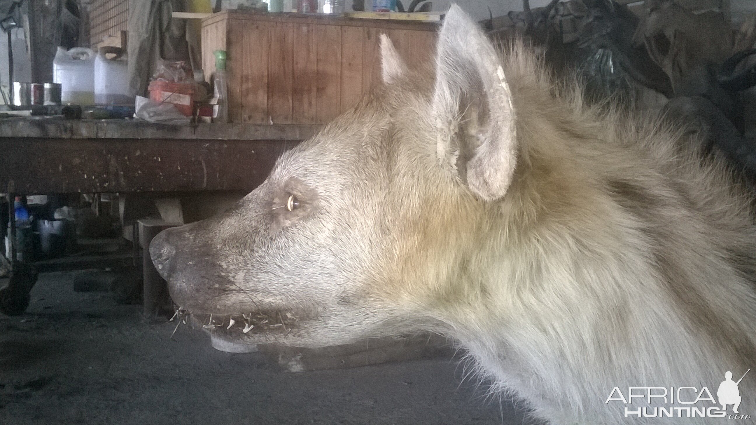 Spotted Hyena Full Mount Taxidermy