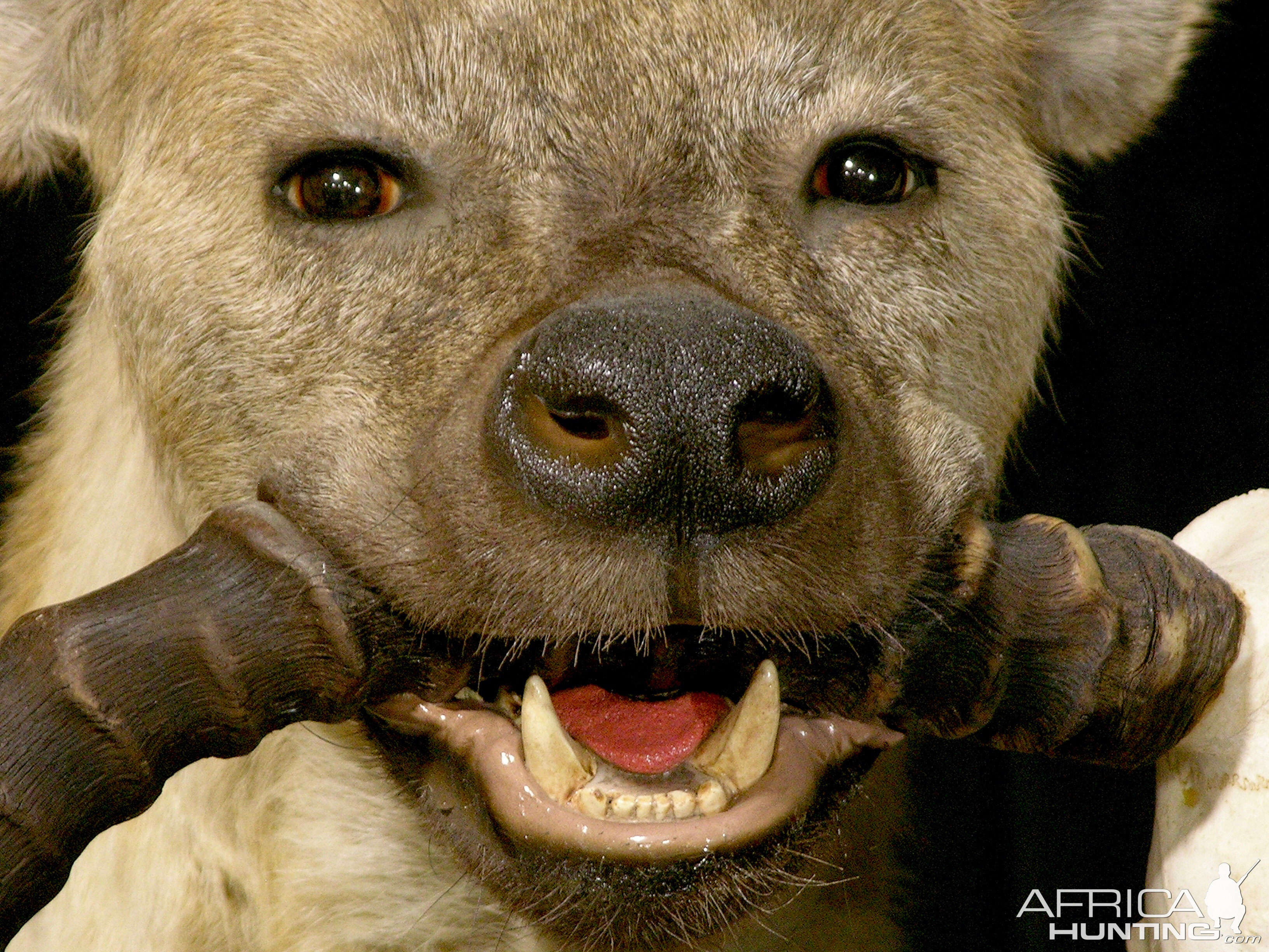 Spotted Hyena Full Mount Taxidermy