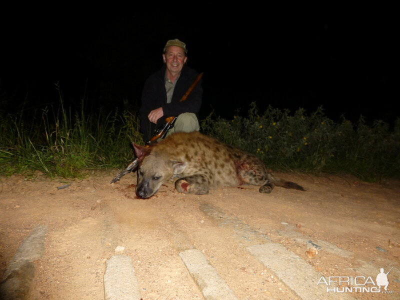 Spotted Hyena Hunt in Zimbabwe