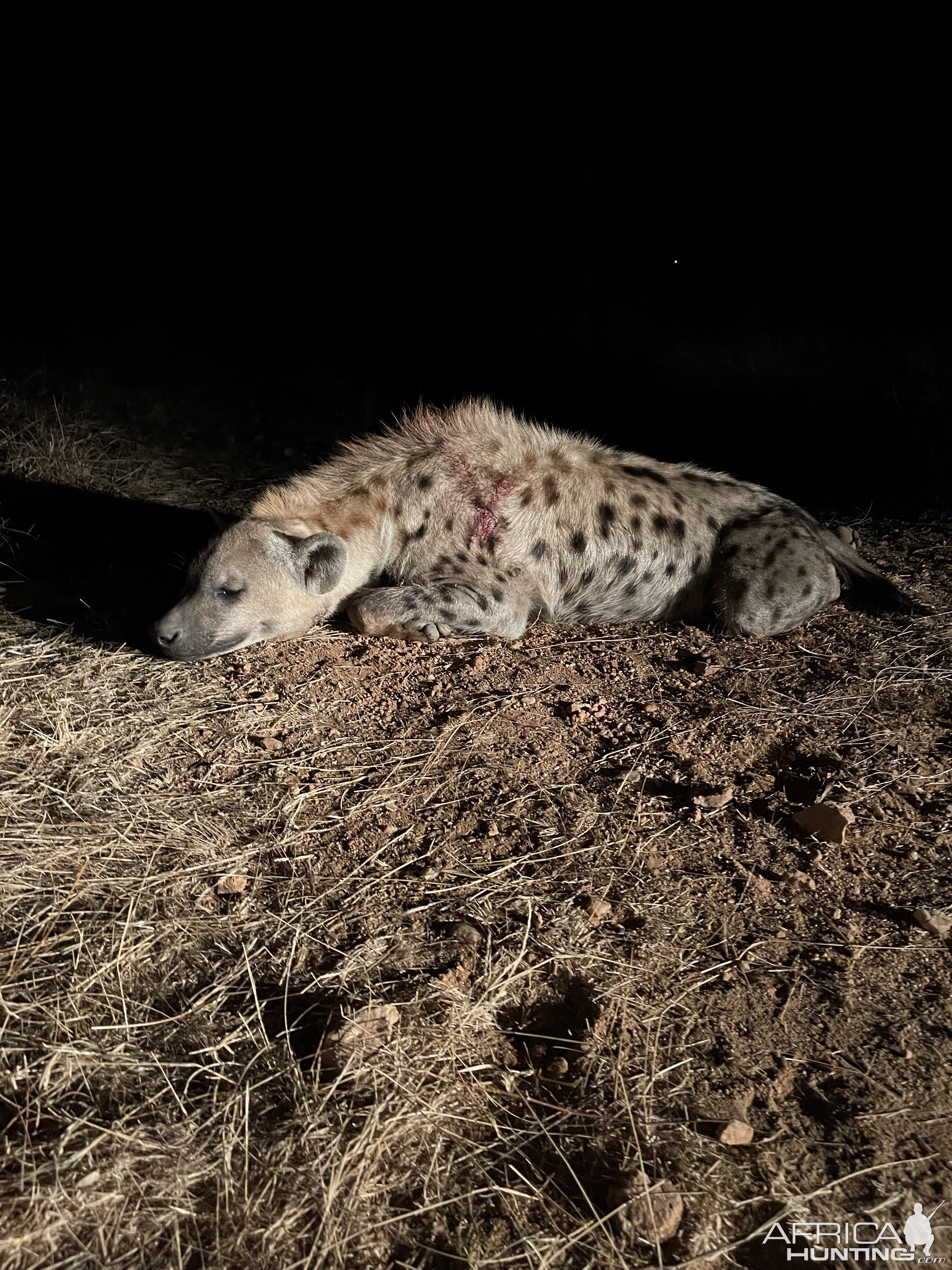 Spotted Hyena Hunt South Africa