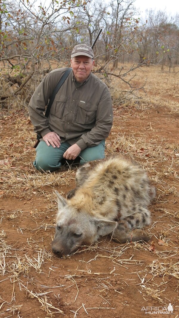 Spotted Hyena Hunt Zimbabwe