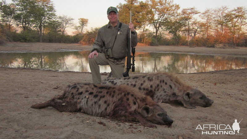 Spotted Hyena Hunting In Zimbabwe
