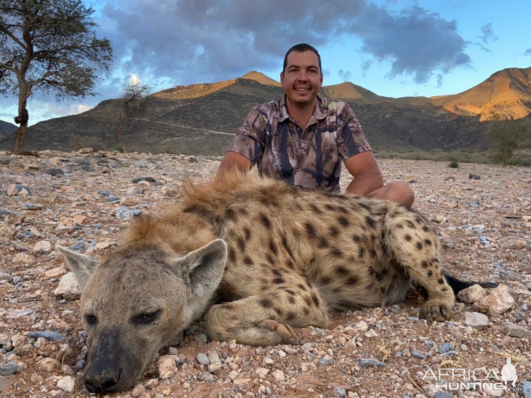 Spotted Hyena Hunting Namibia