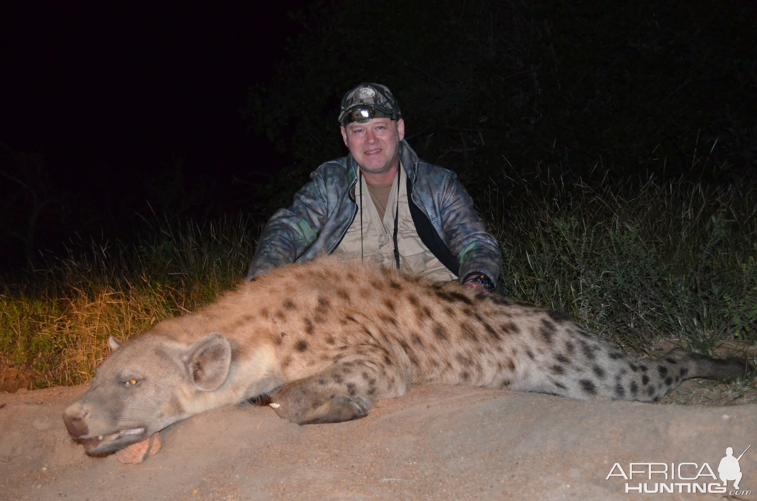 Spotted Hyena Hunting South Africa