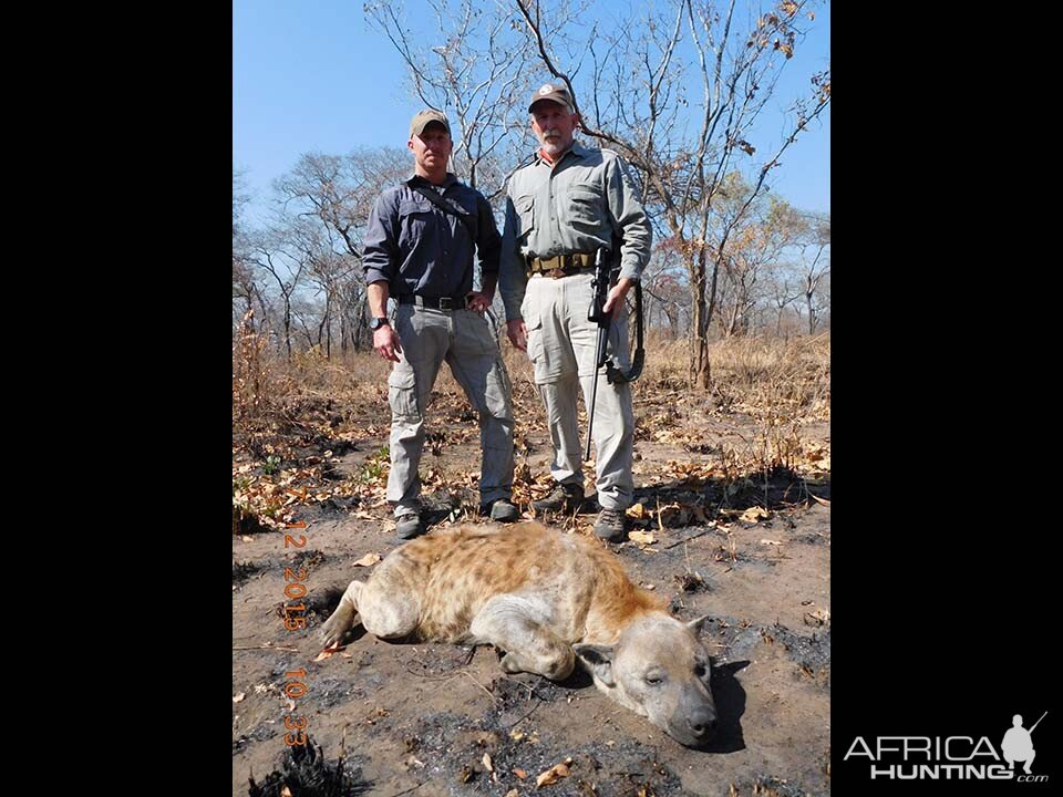 Spotted Hyena Hunting Tanzania