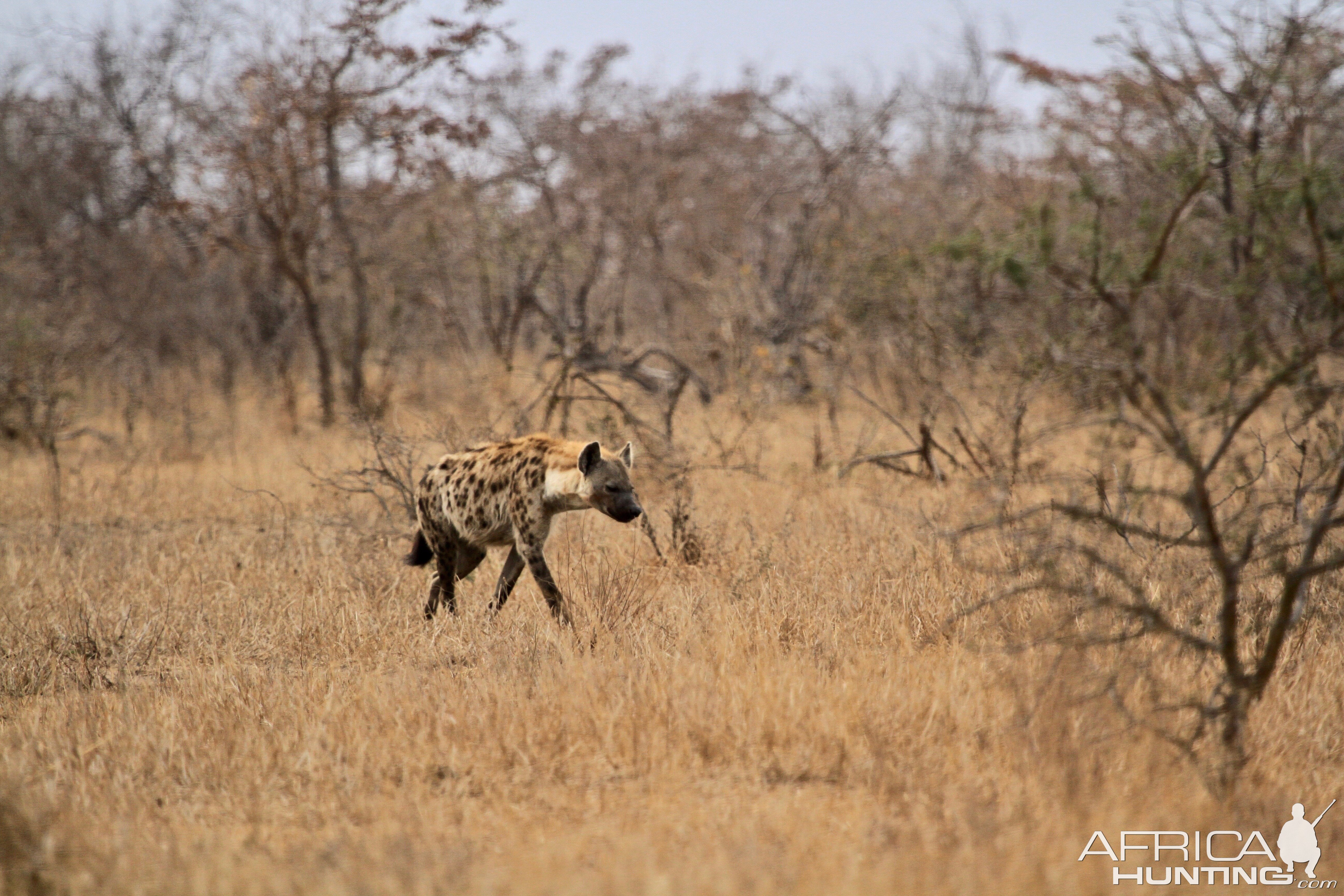 Spotted Hyena South Africa