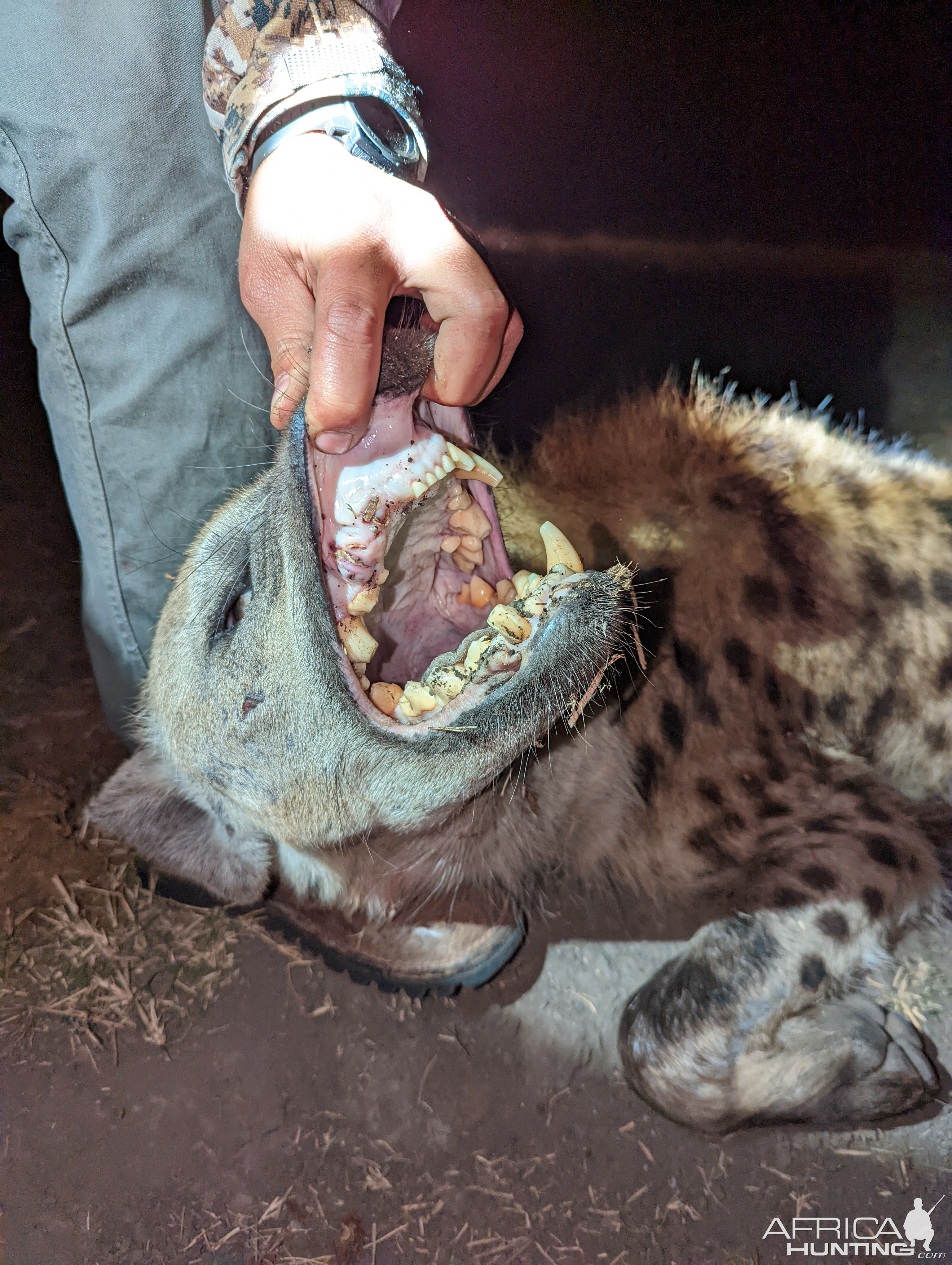 Spotted Hyena Teeth Zimbabwe