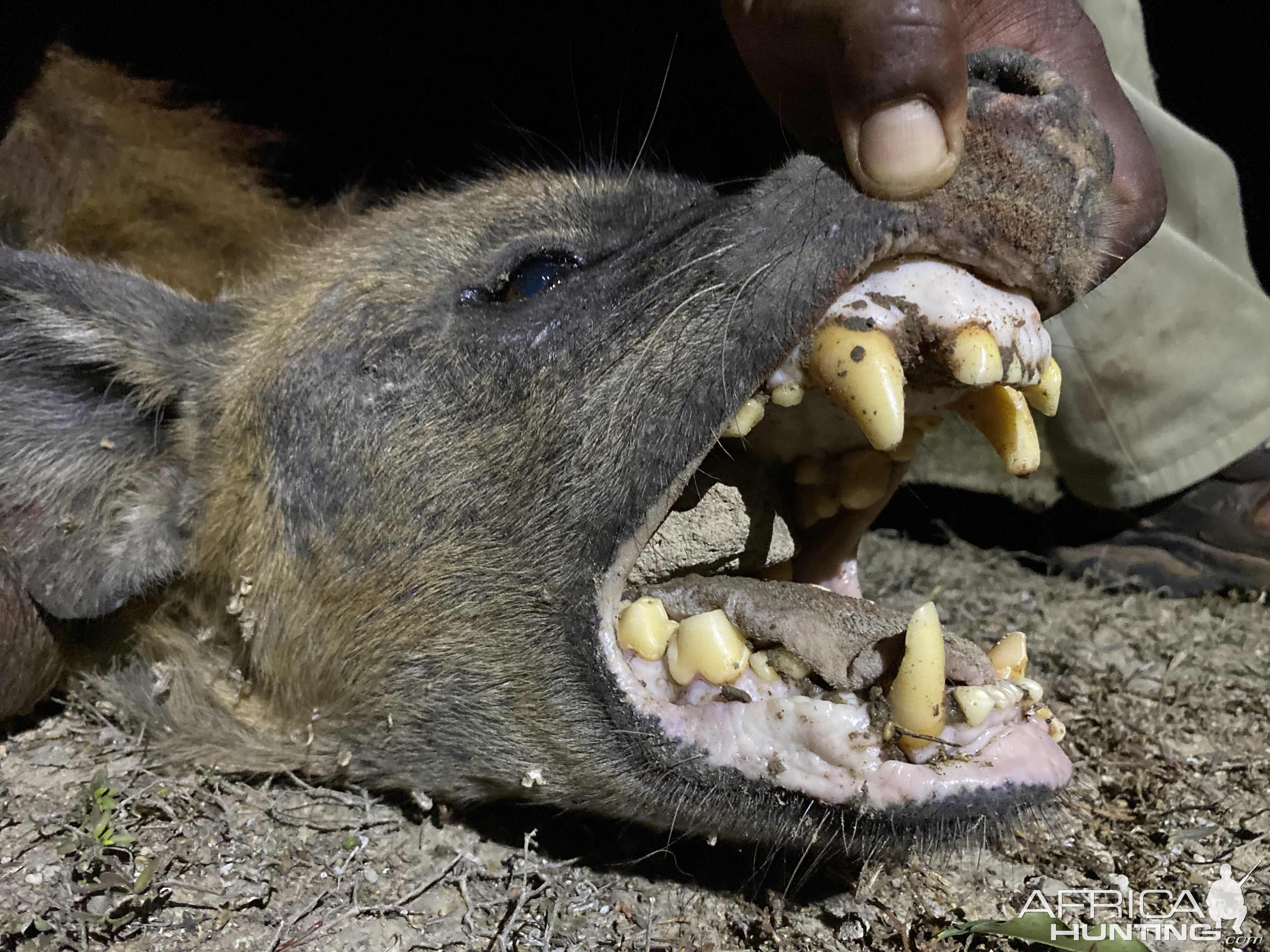 Spotted Hyena Teeth