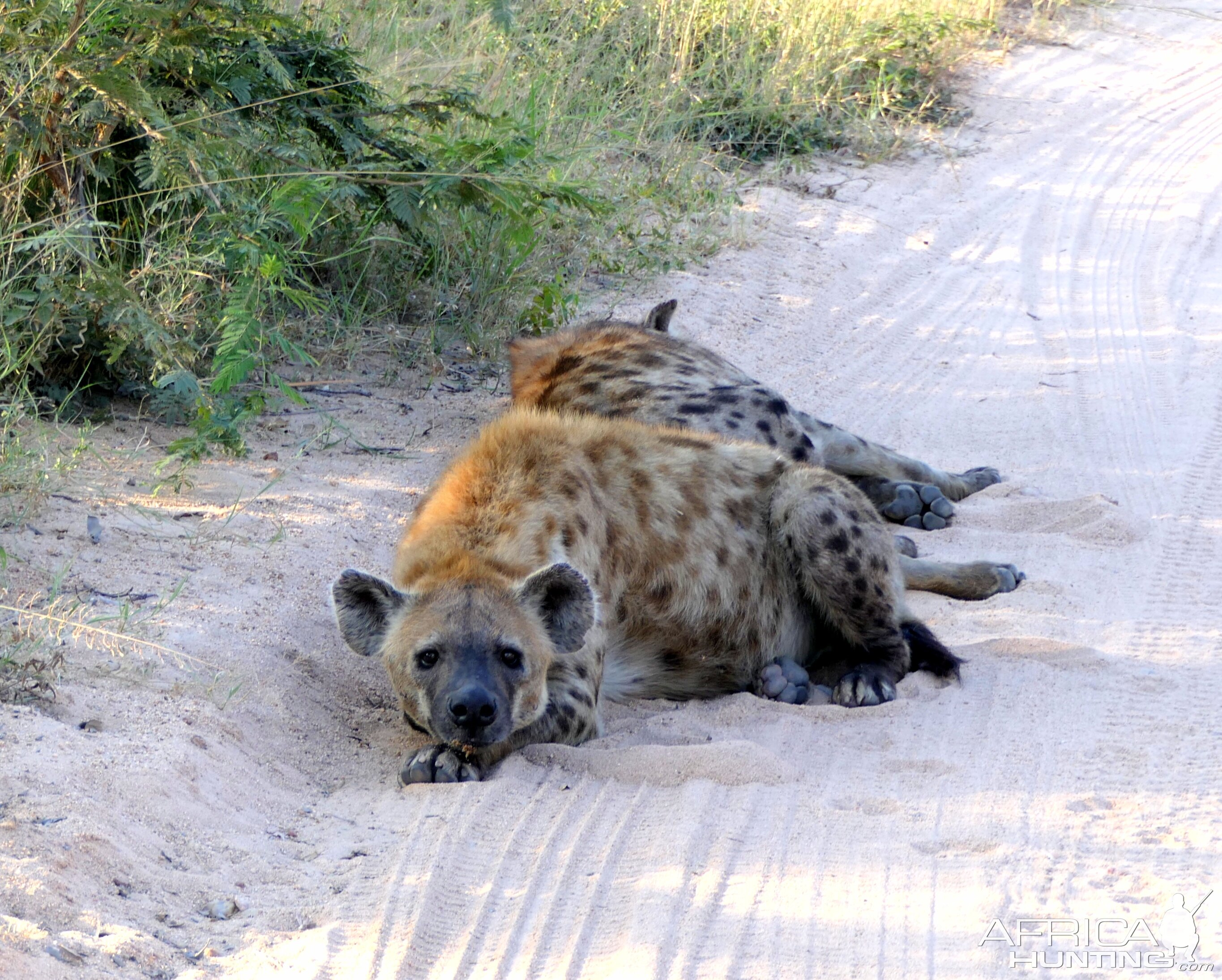 Spotted Hyena Wildlife South Africa