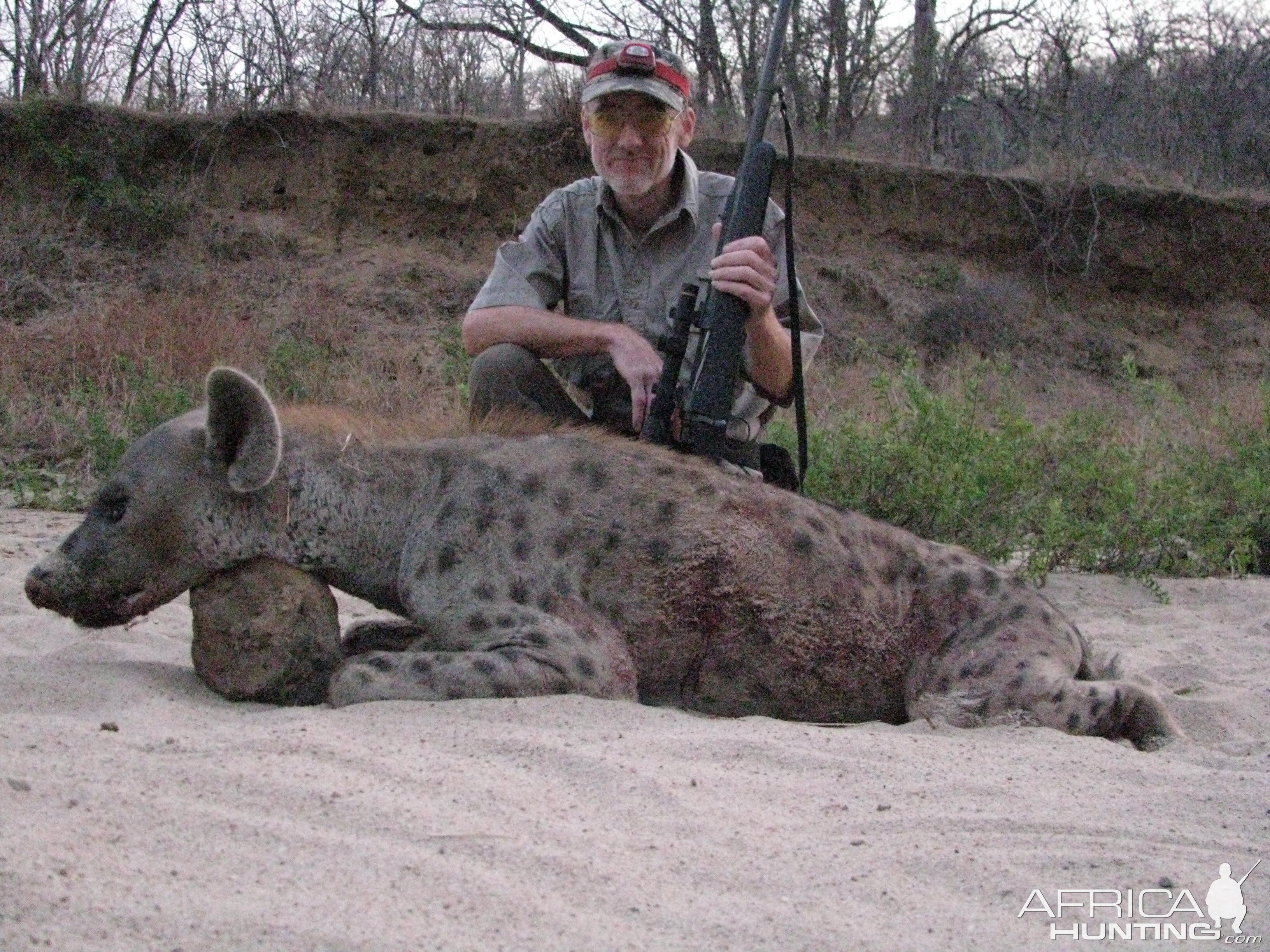 Spotted Hyena Zimbabwe Hunt