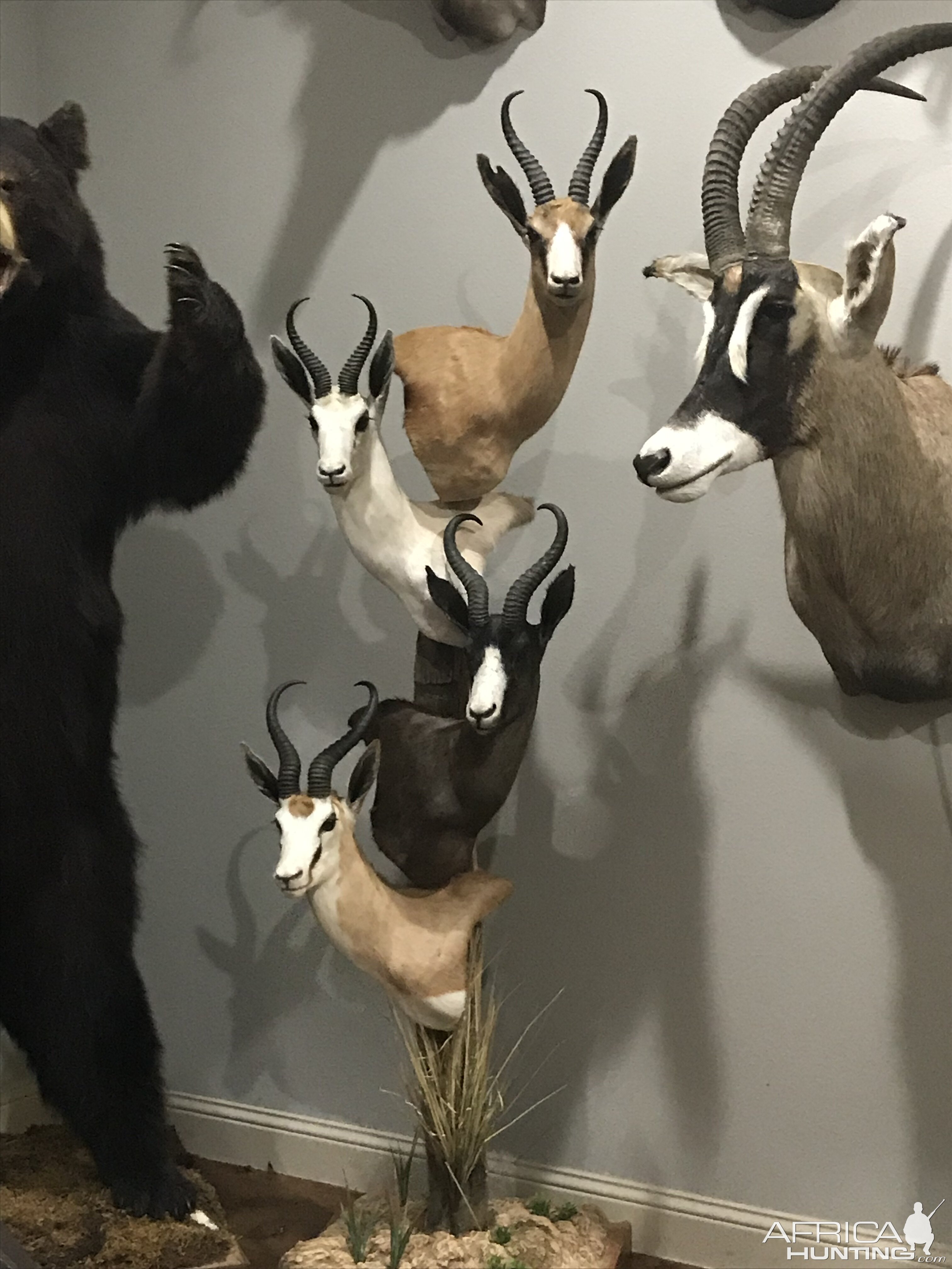 Sprinbuck Slam Taxidermy