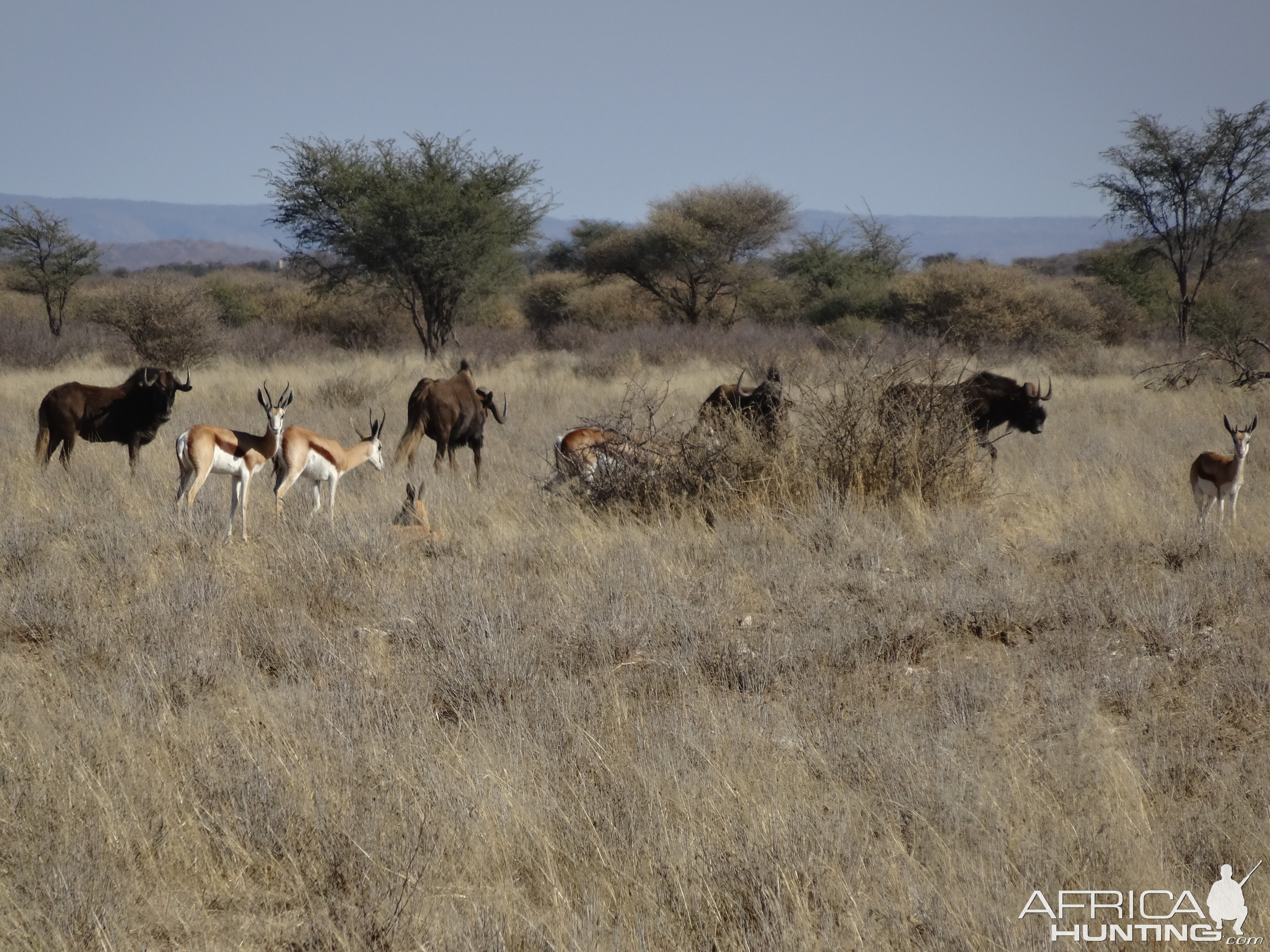 springbok and black wildebeest