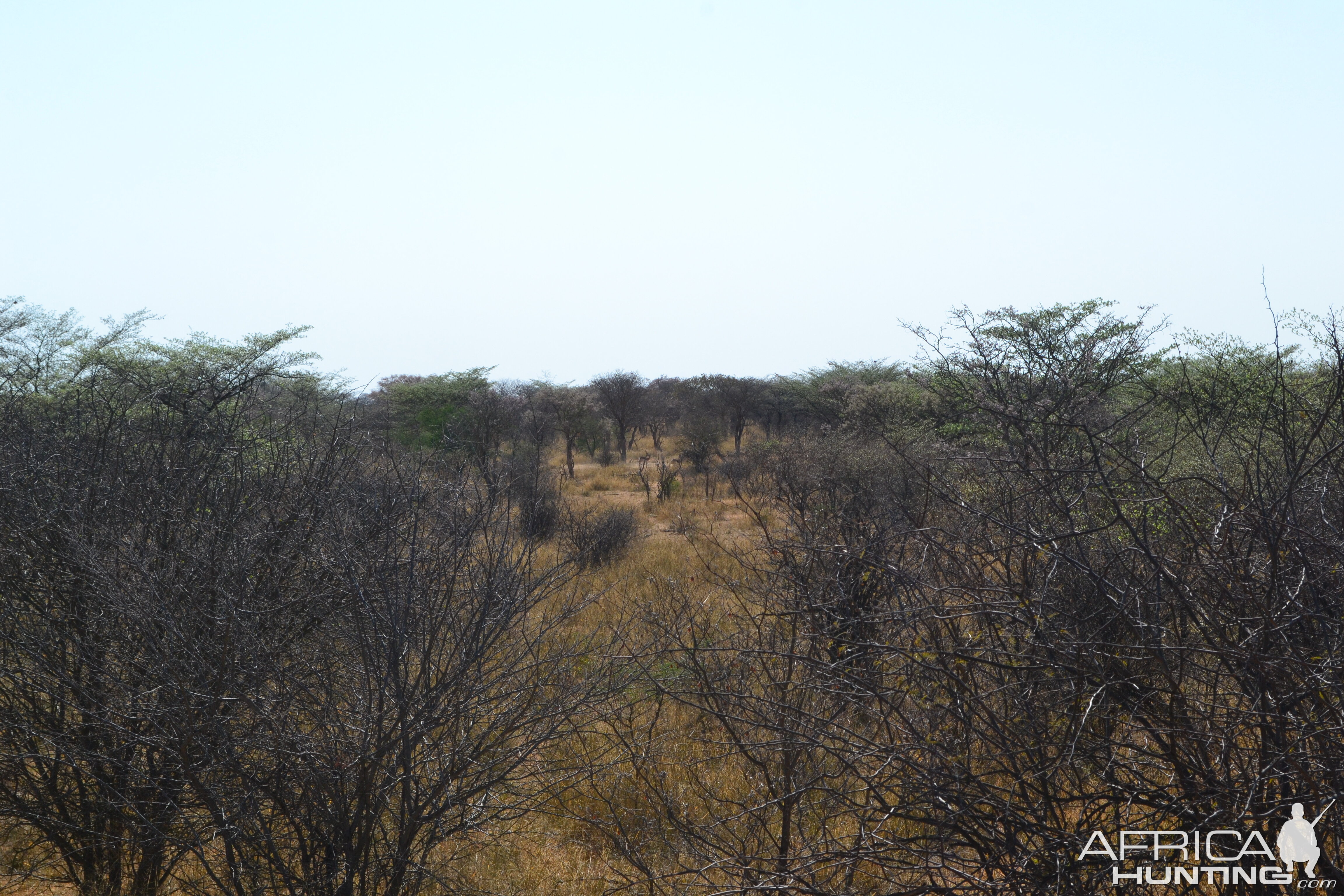 Springbok and Impala through the bush