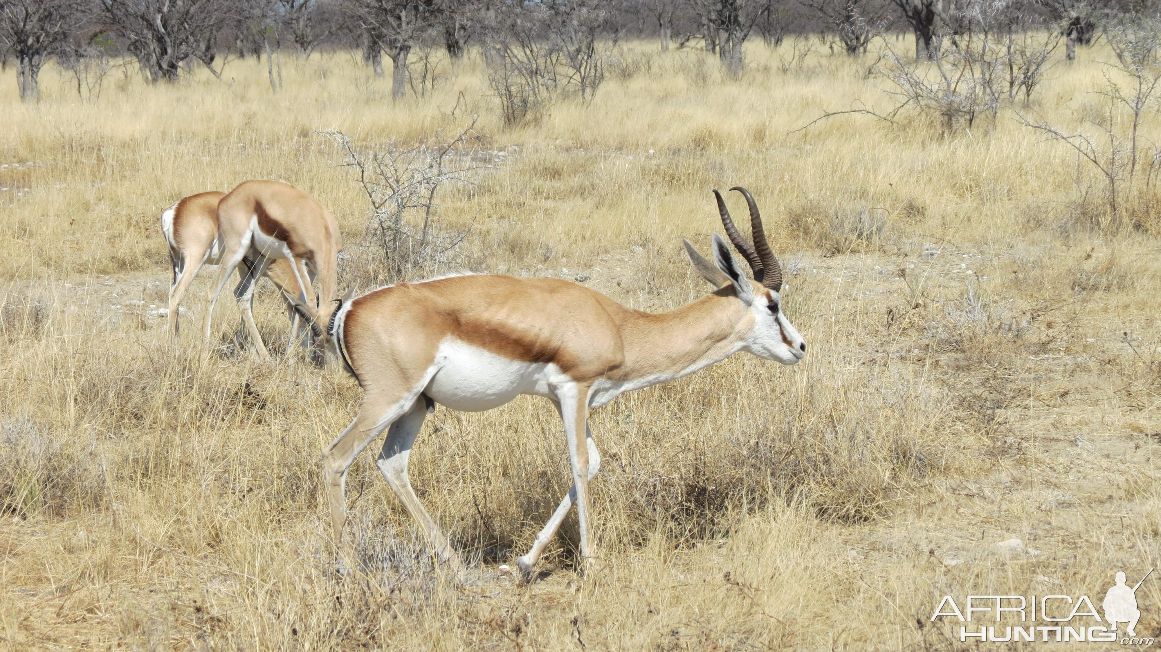 Springbok at Etosha National Park