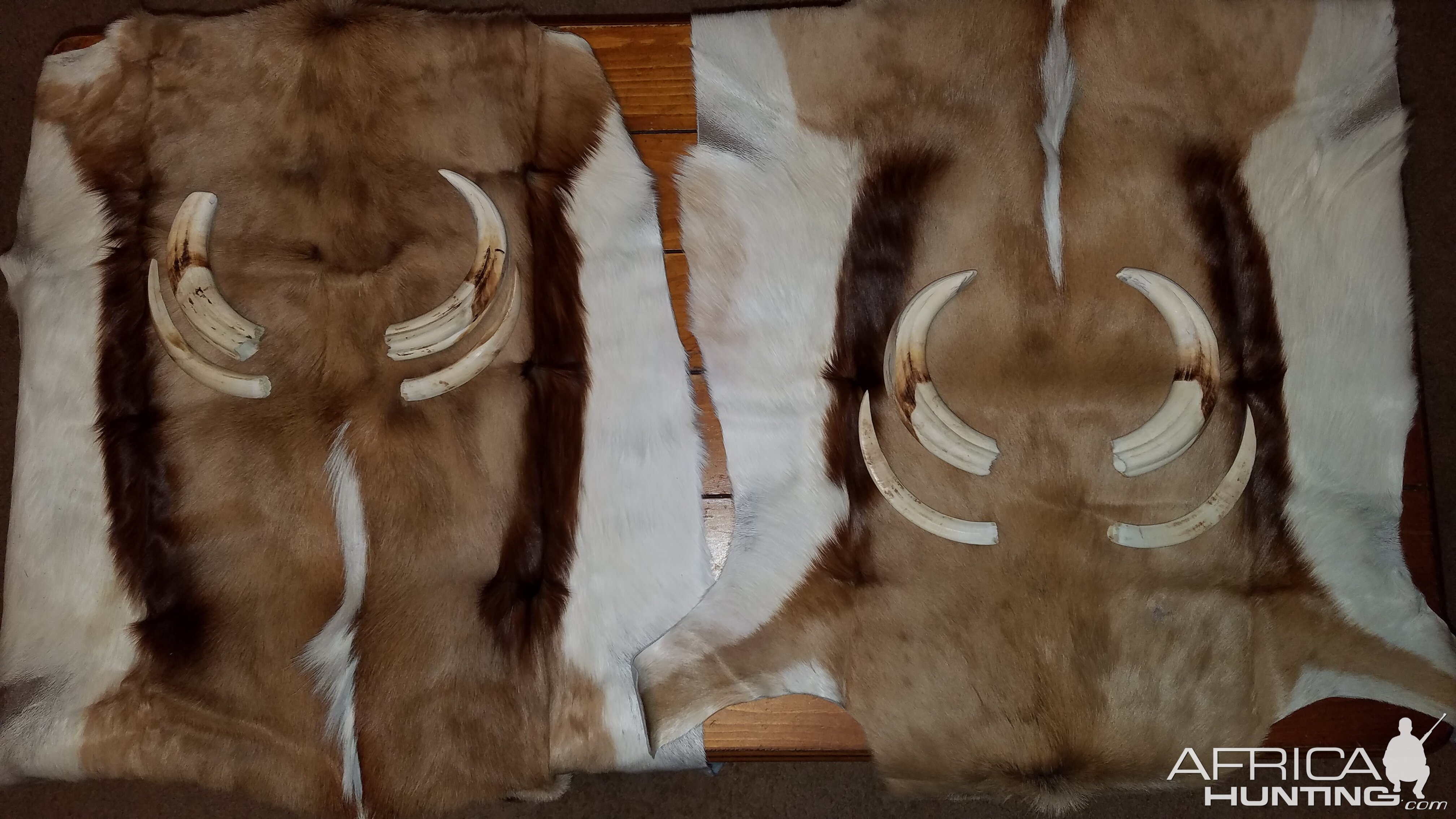 Springbok Backskins & Warthog Tusks Taxidermy