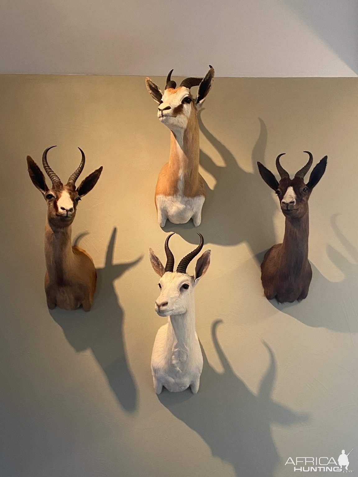 Springbok Collection Shoulder Mounts Taxidermy