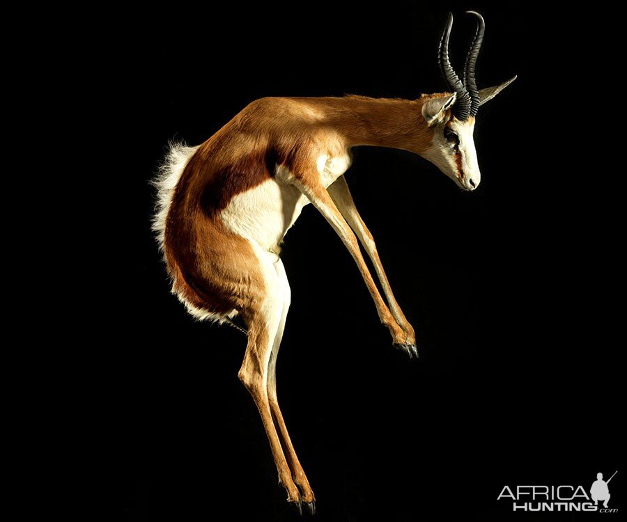 Springbok Full Mount Taxidermy