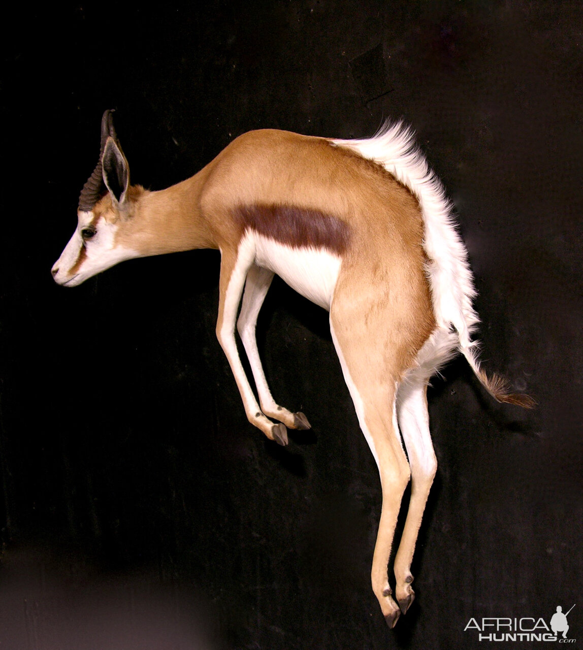 Springbok Full Wall Mount Taxidermy