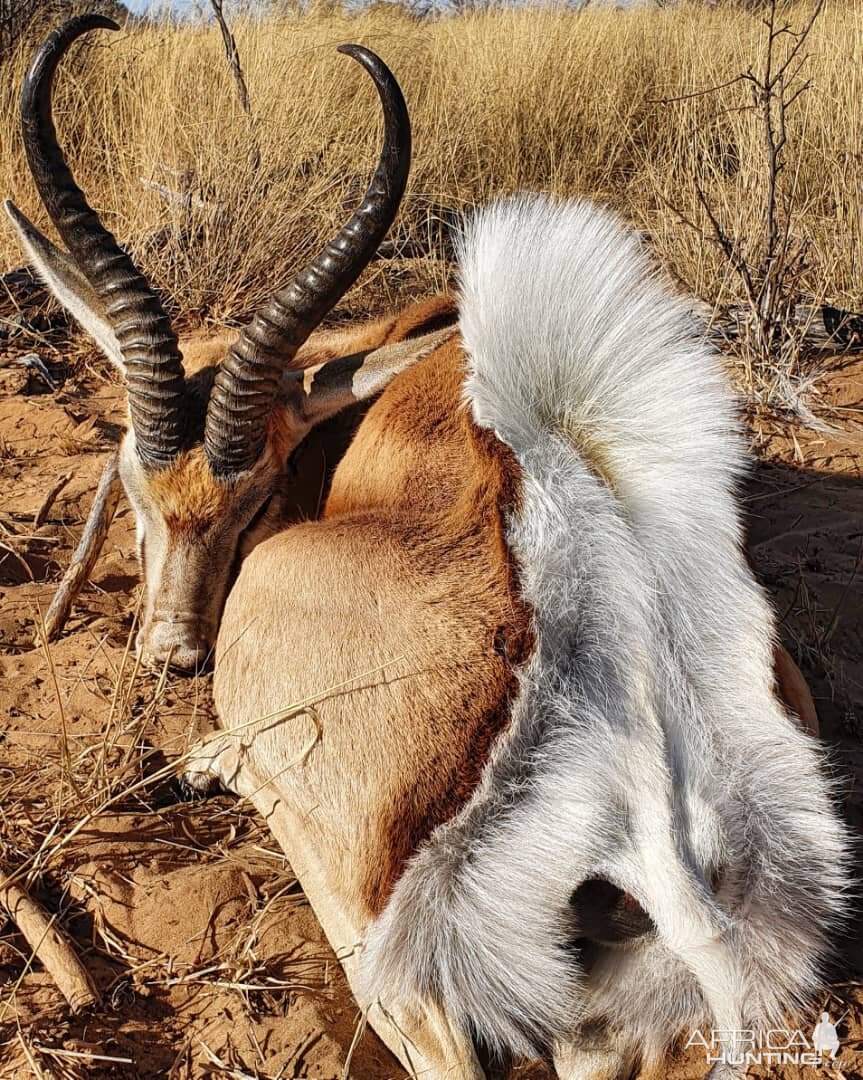 Springbok Hunt Botswana