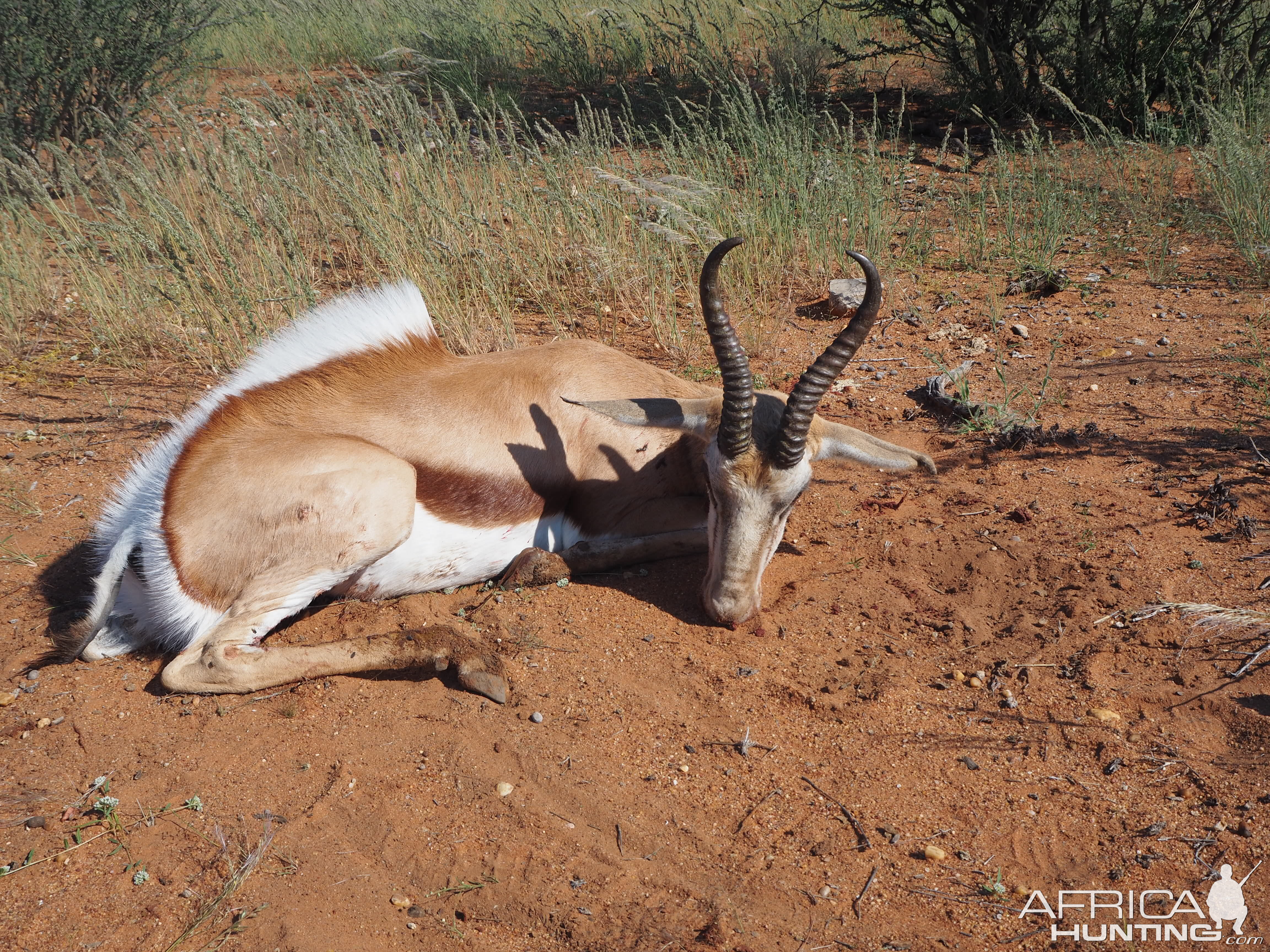 Springbok Hunt in Namibia