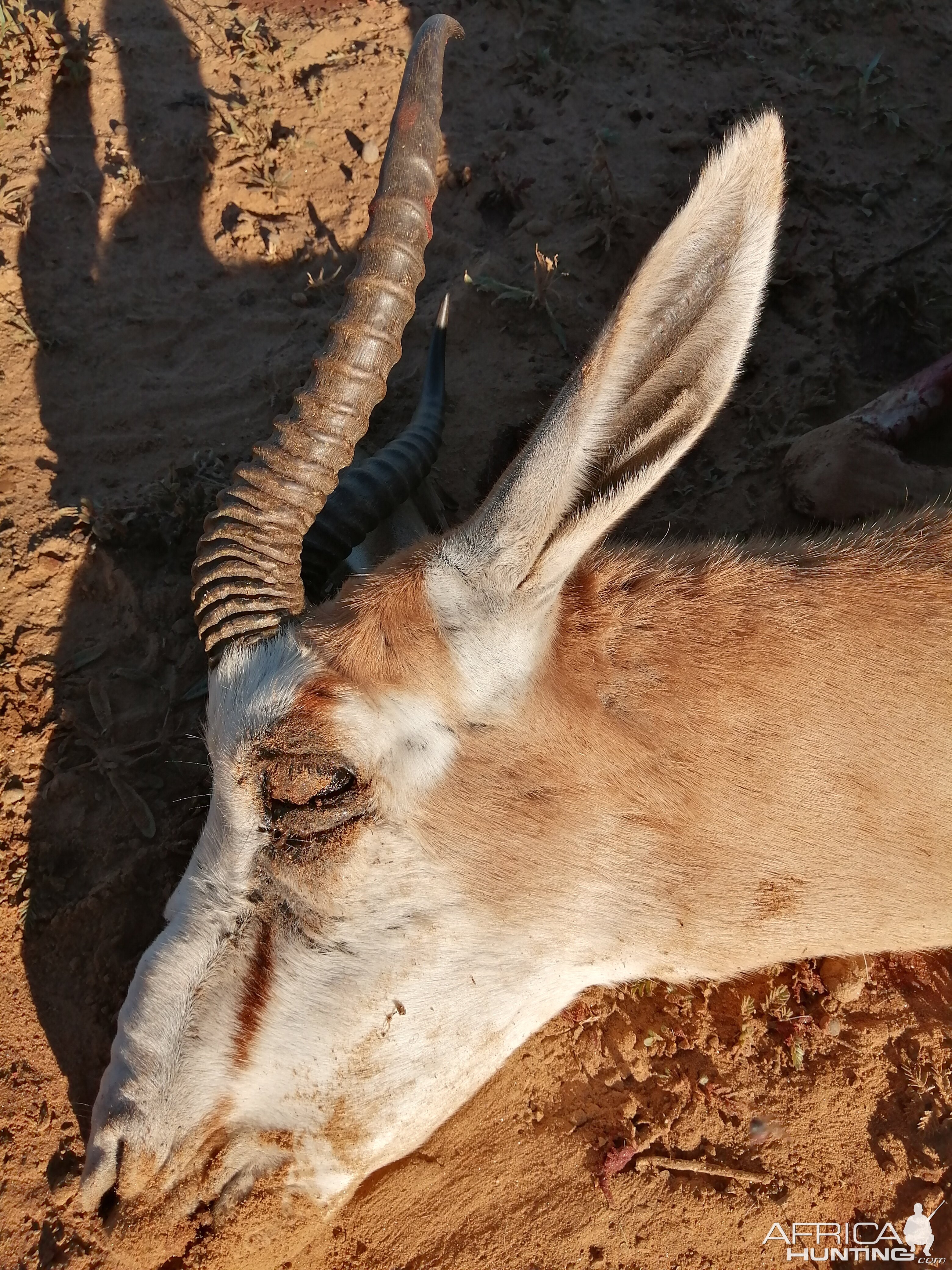 Springbok Hunt Namibia