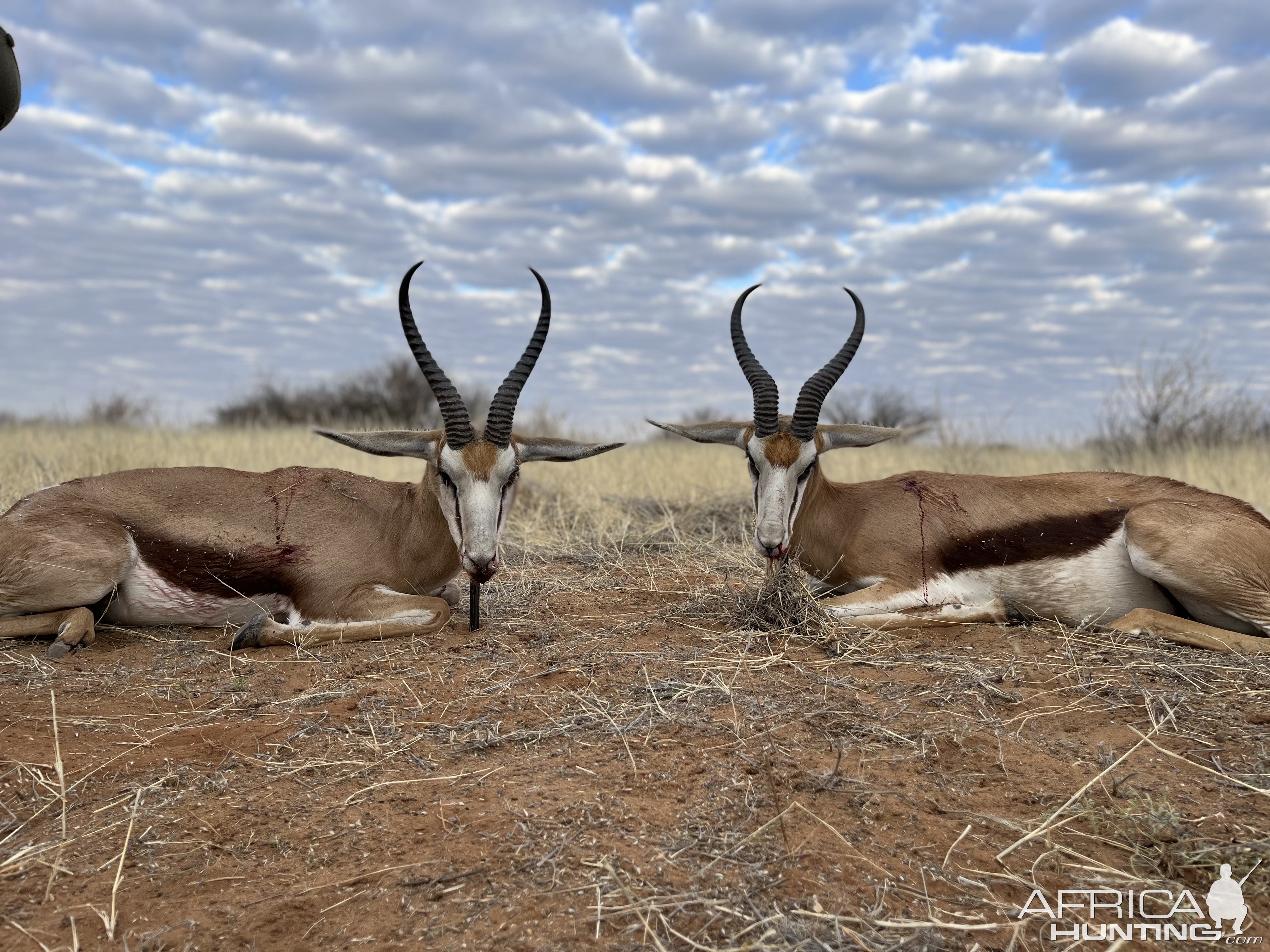 Springbok Hunt Namibia