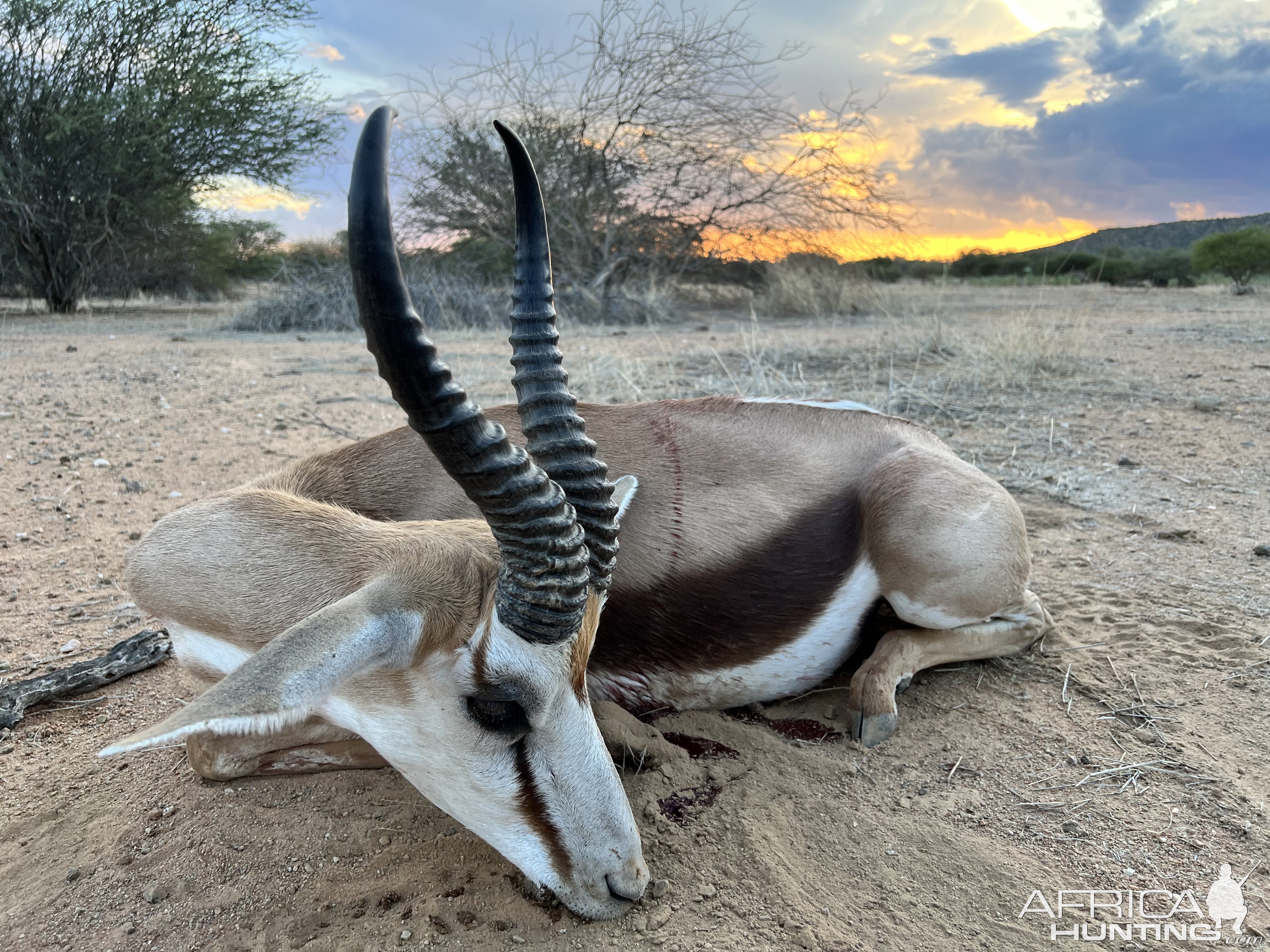 Springbok Hunt Namibia