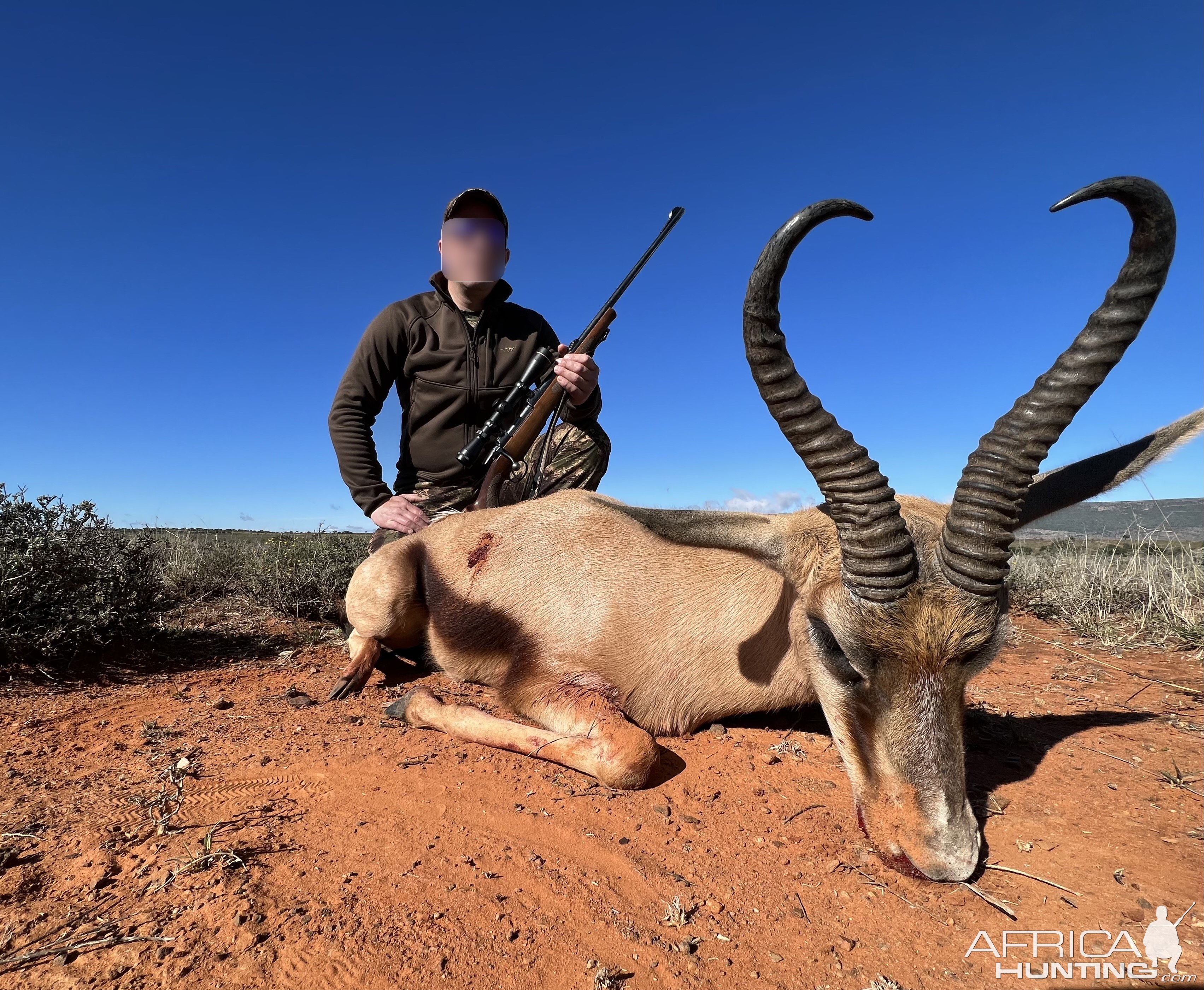 Springbok Hunting Karoo South Africa