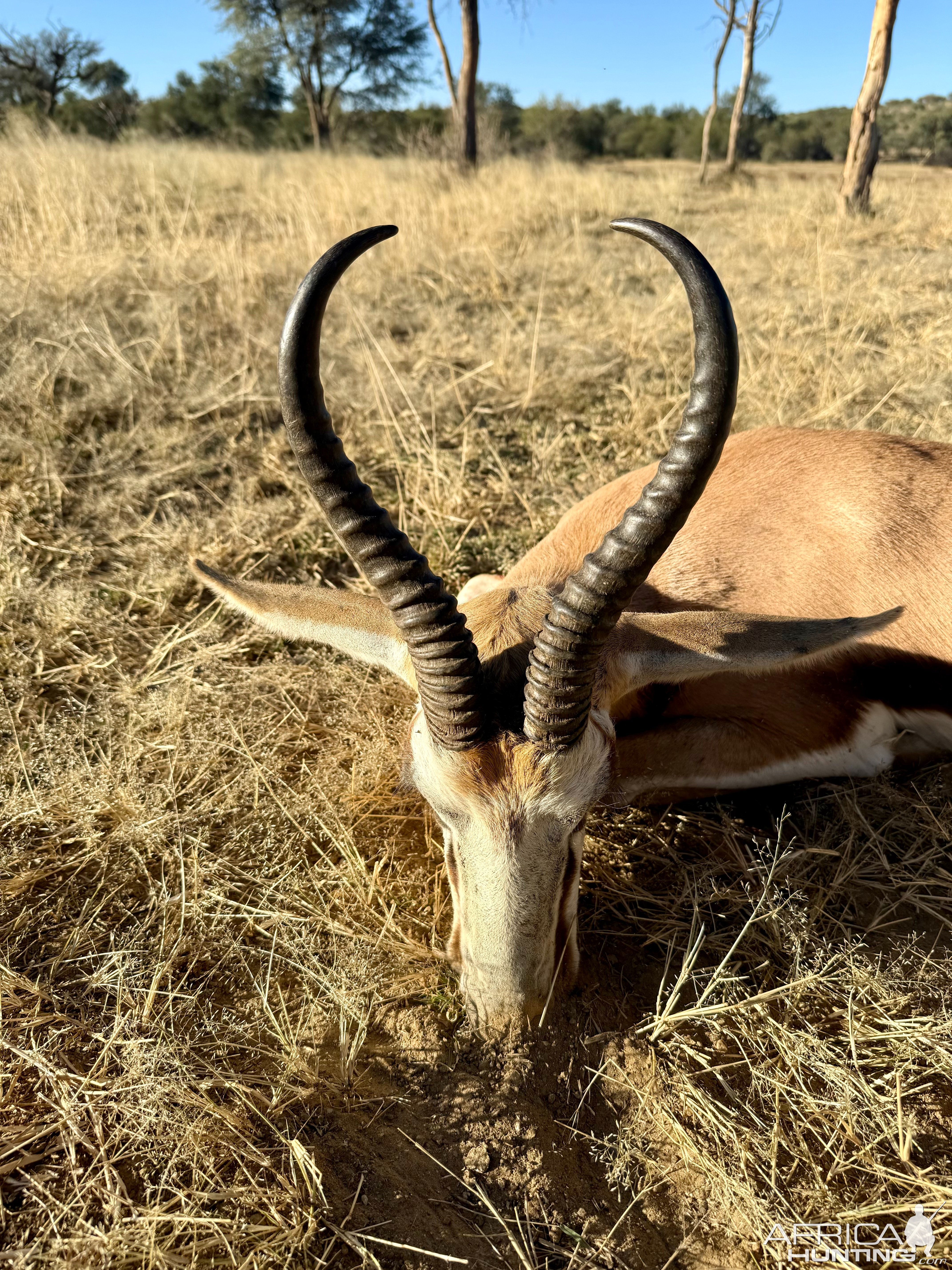 Springbok Hunting Namibia