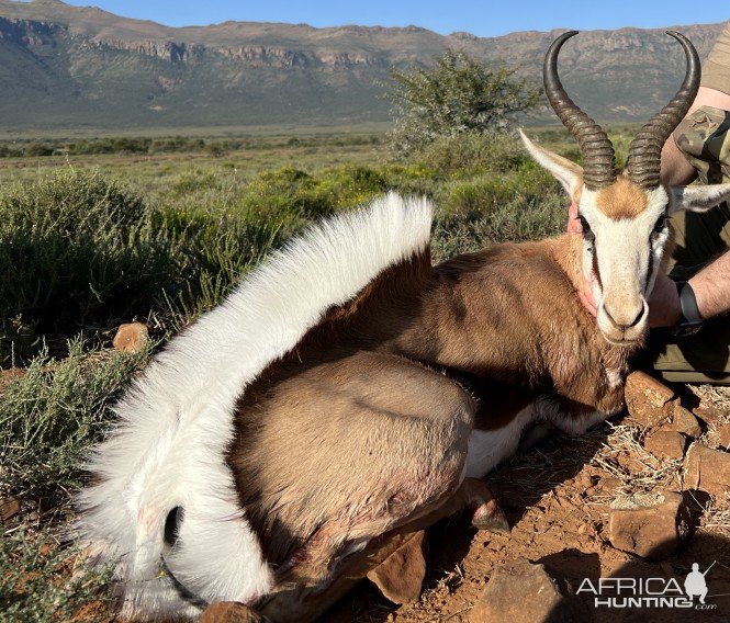 Springbok Hunting South Africa