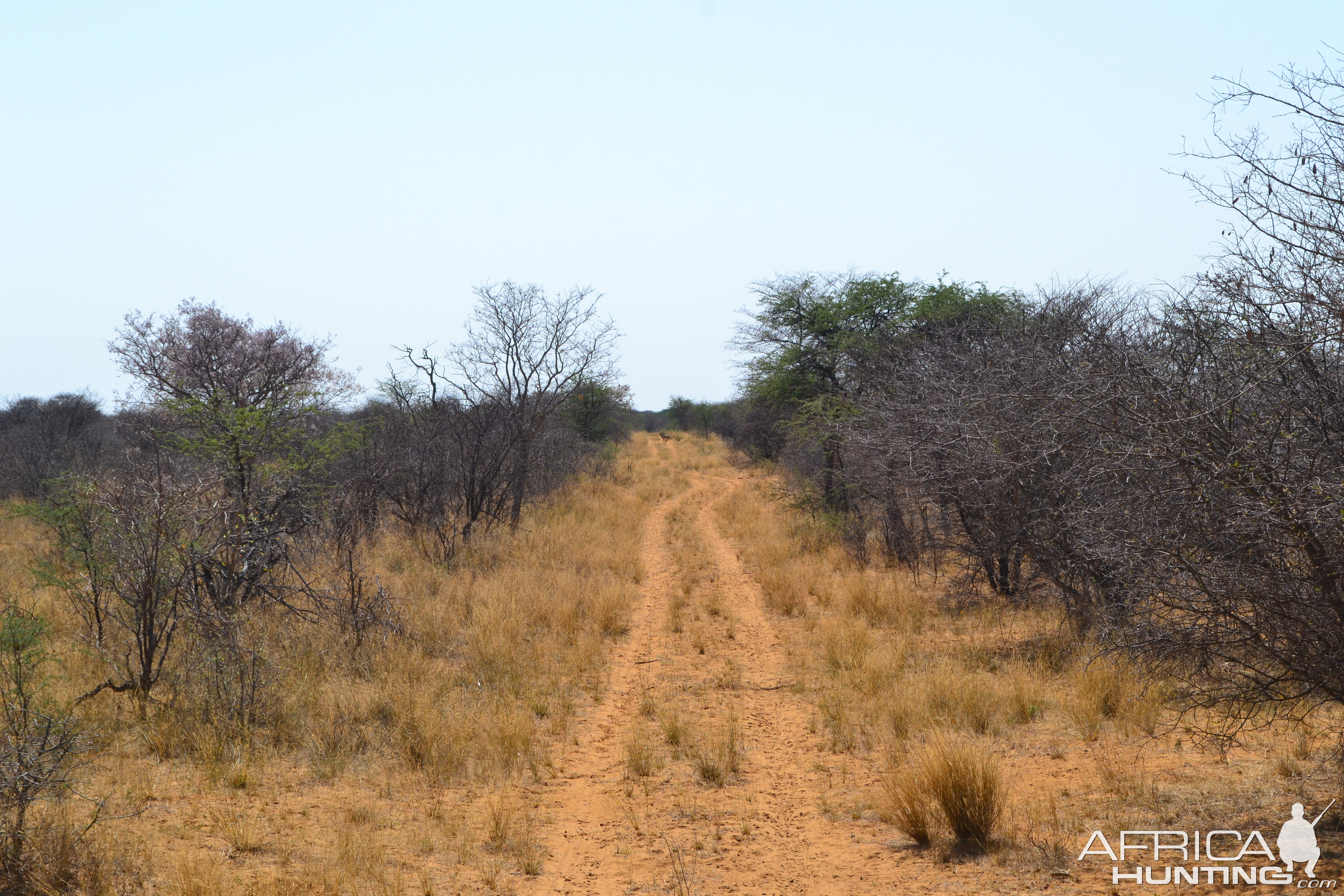 Springbok & Impala crossing the tracks