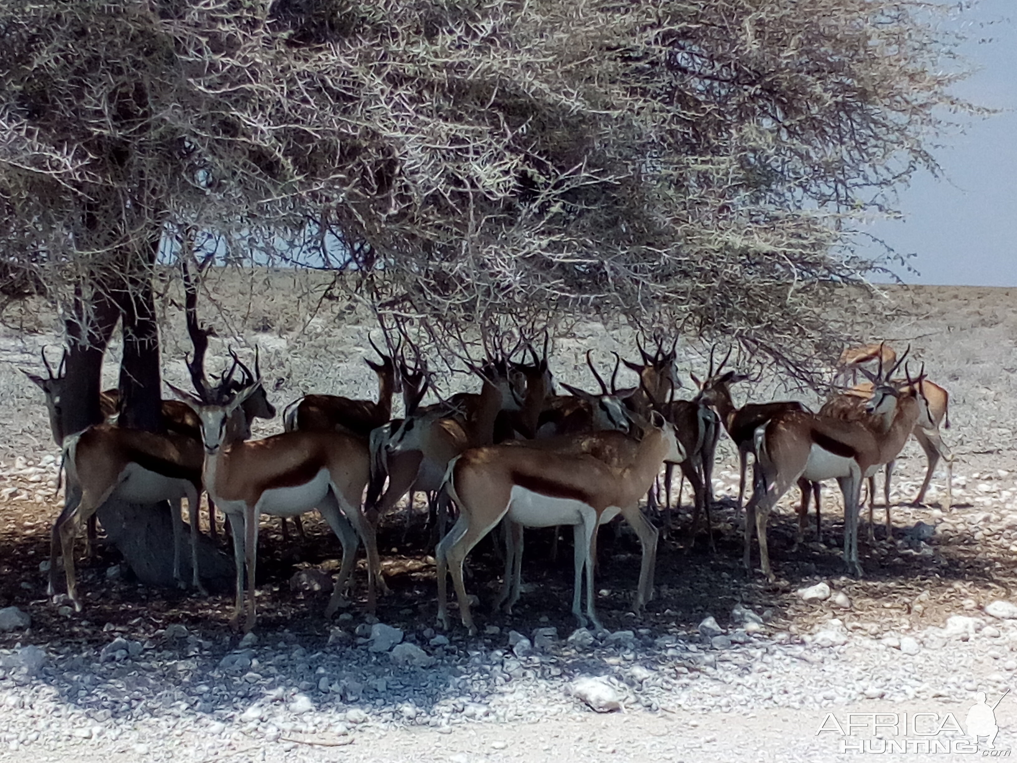 Springbok in Etosha National Park Namibia