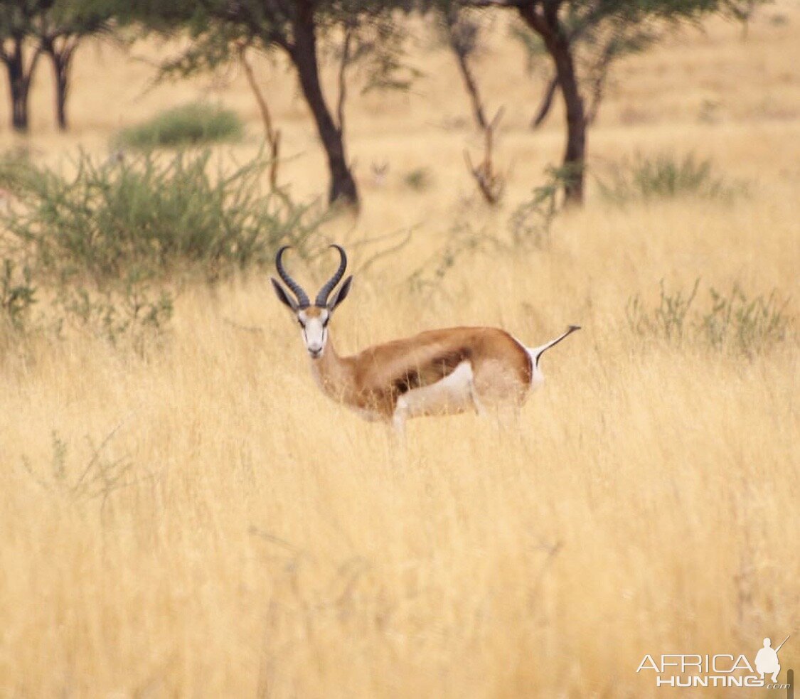 Springbok in Namibia