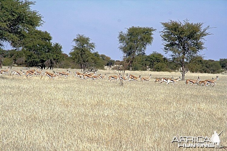 Springbok magic