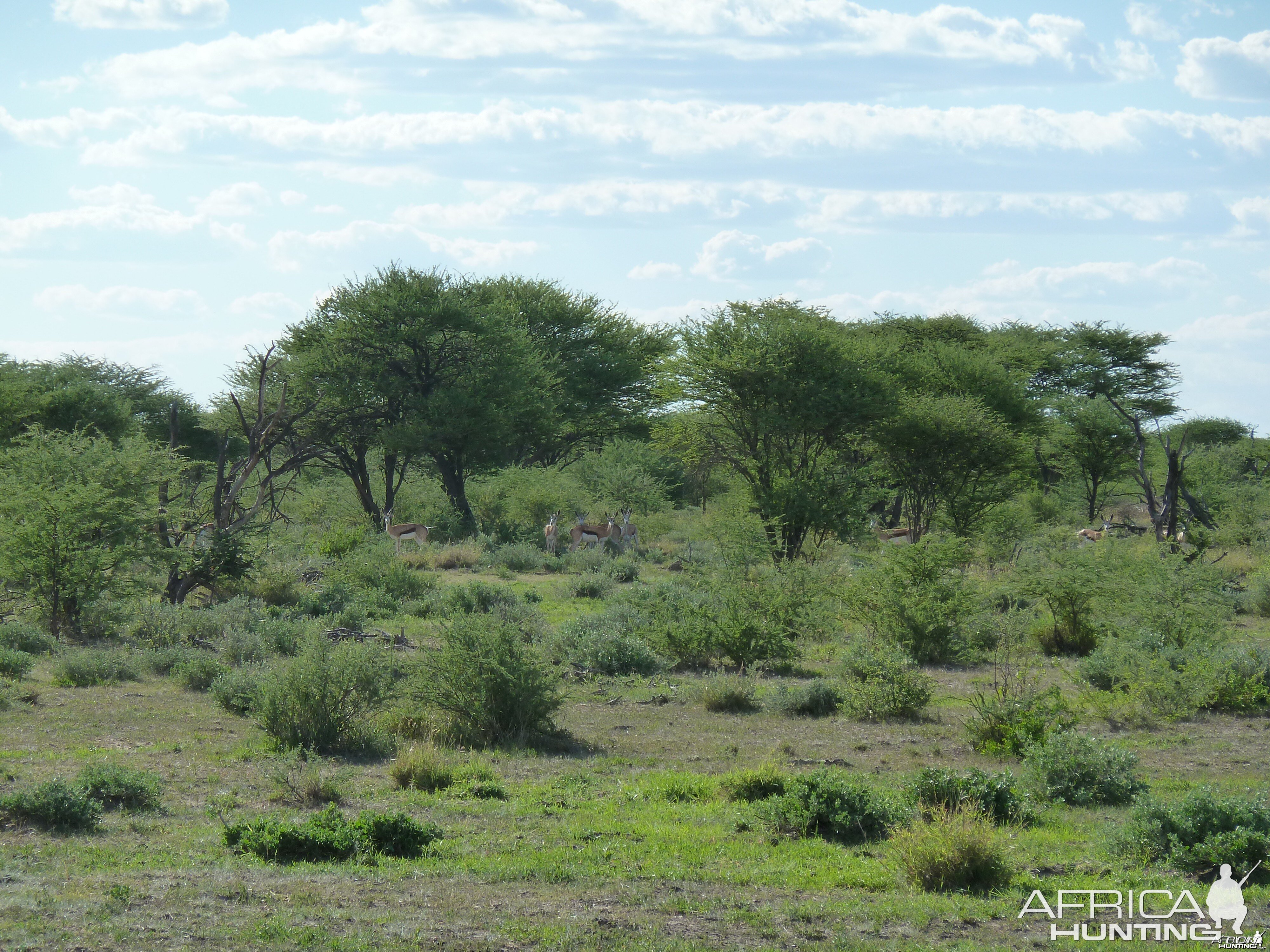 Springbok Namibia