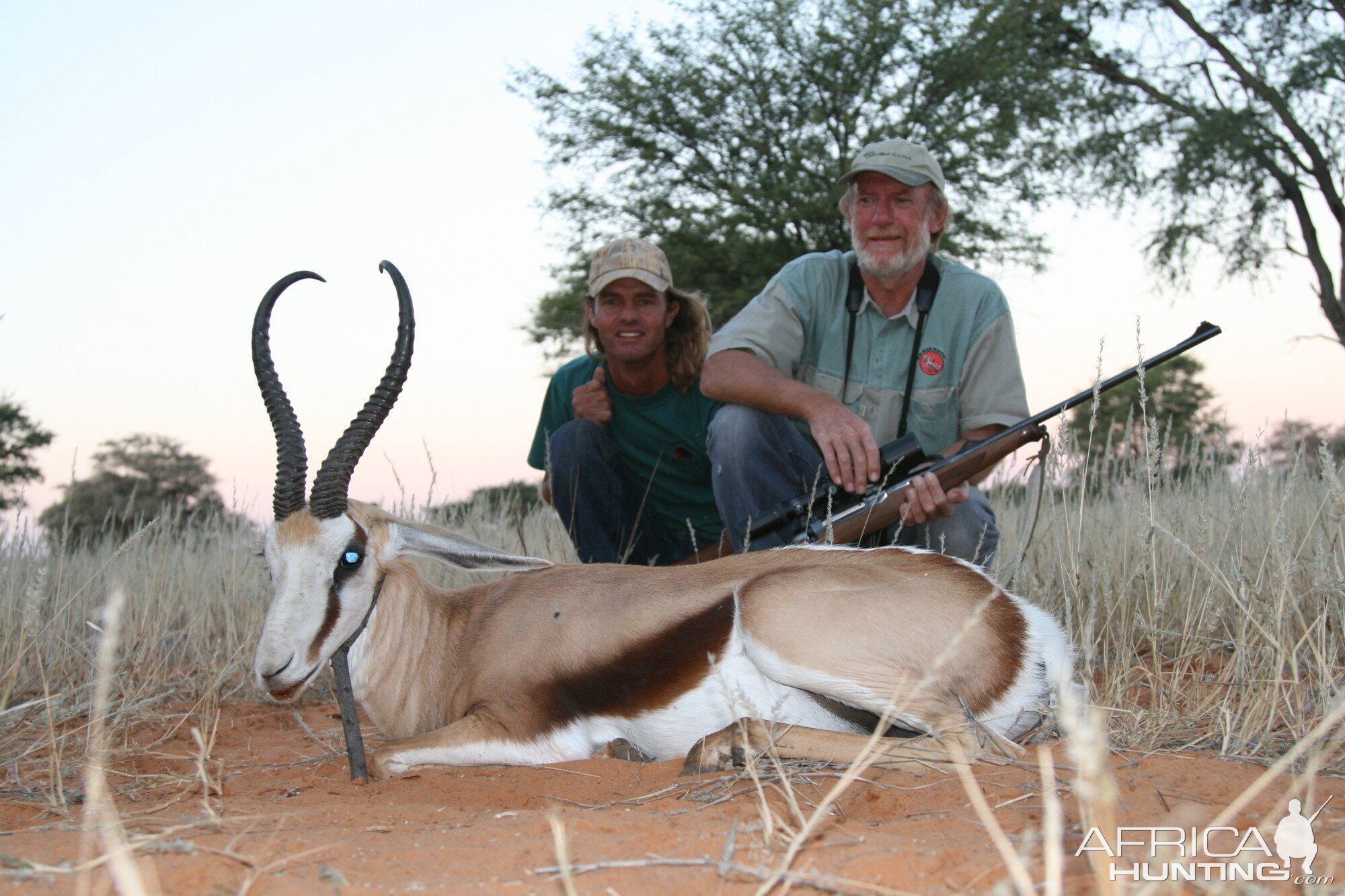 SPRINGBOK OVER 16 INCH