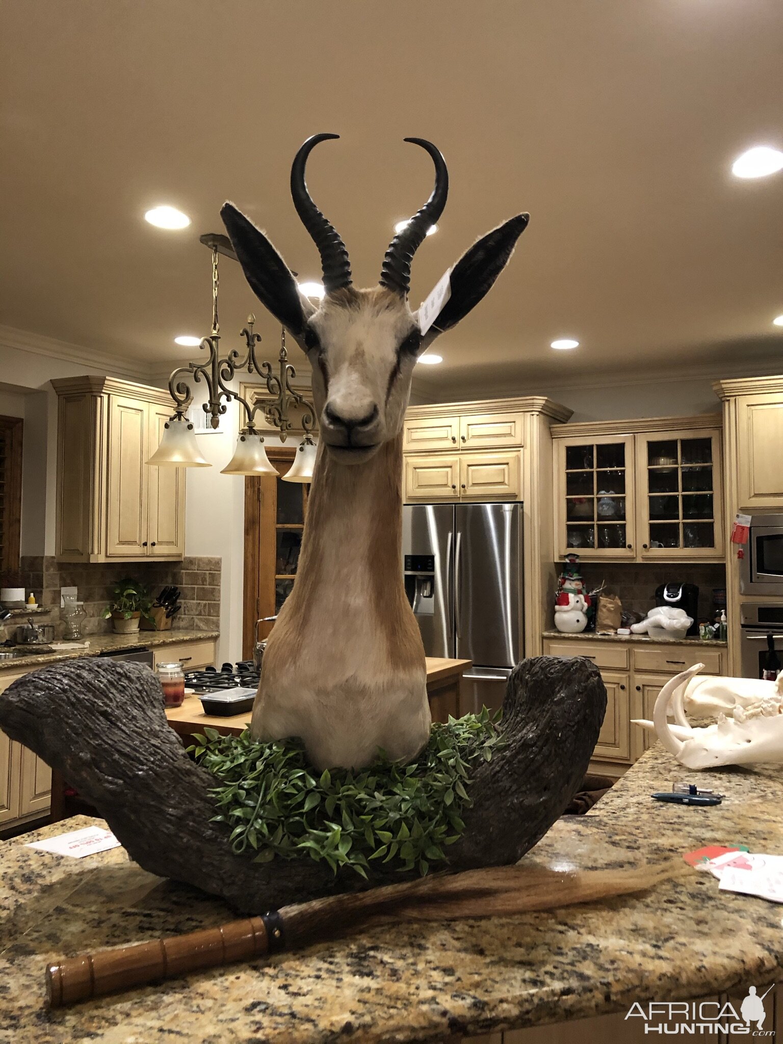 Springbok Pedestal Mount Taxidermy & Golden Wildebeest tail made into a fly swatter