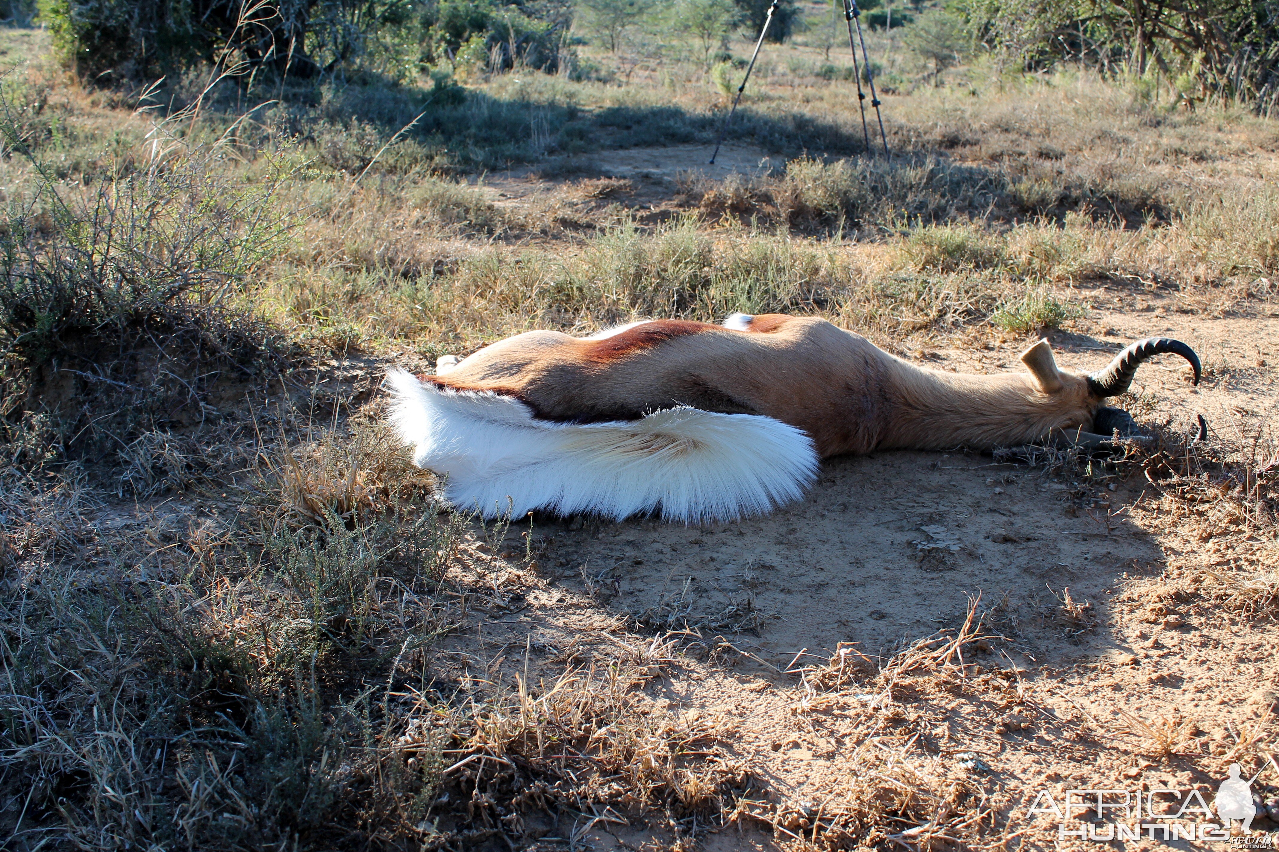 Springbok Pronking at Death