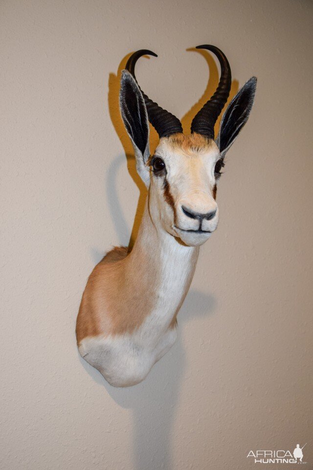 Springbok Shoulder Mount Taxidermy