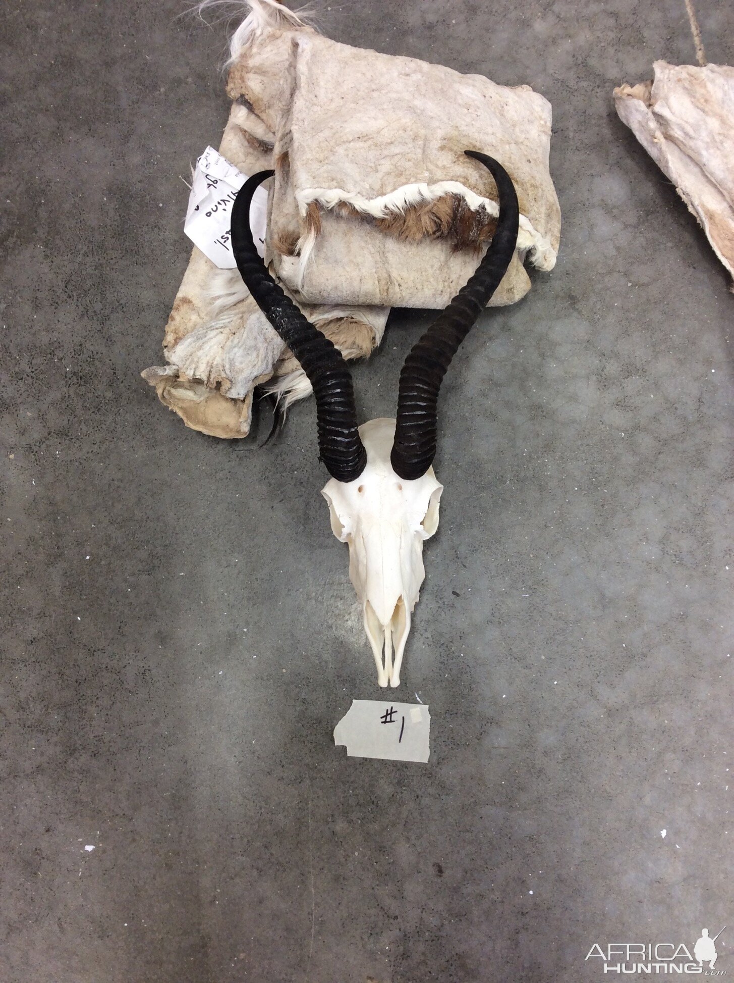 Springbok Skin & Skull