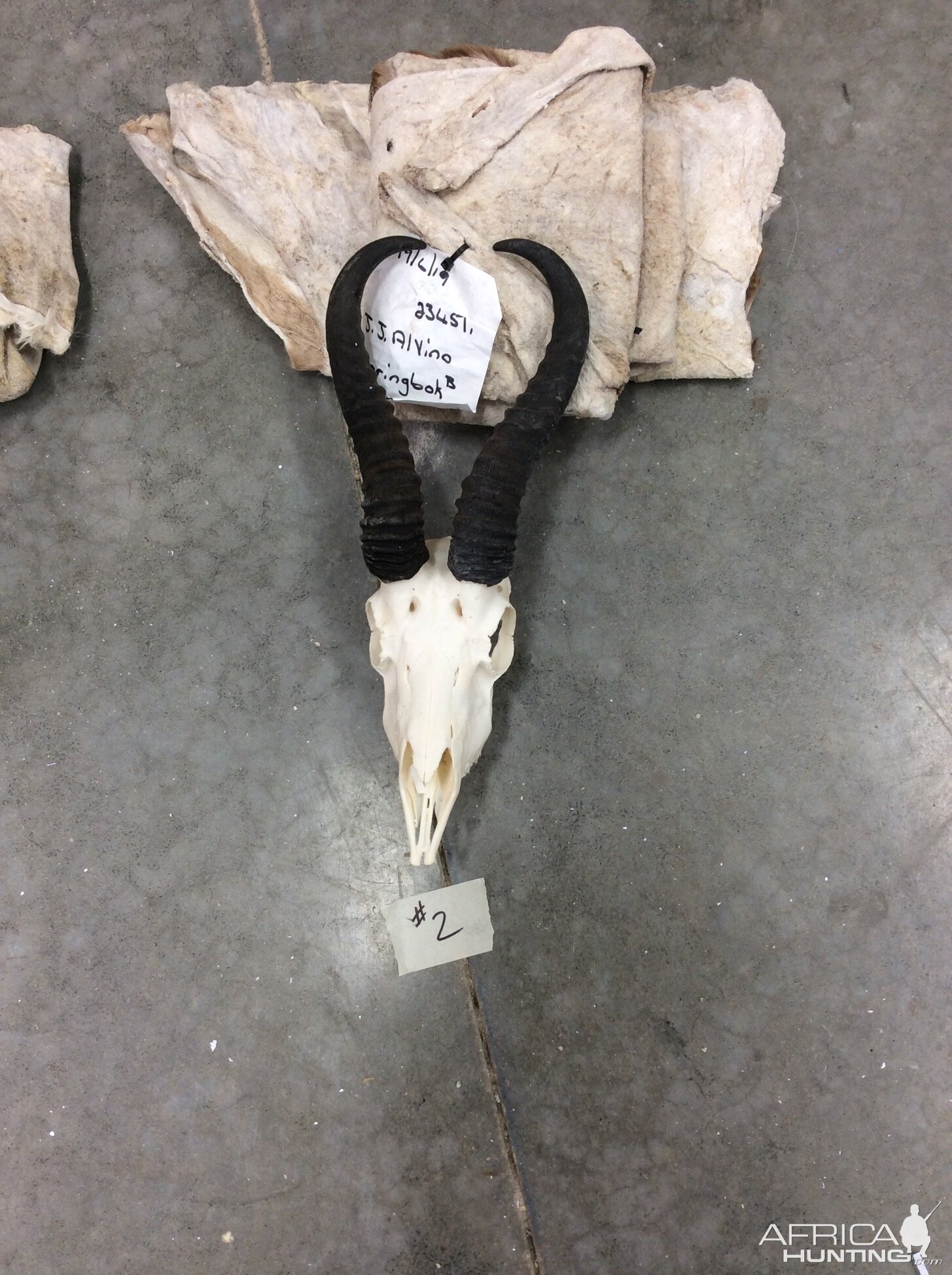 Springbok Skin & Skull