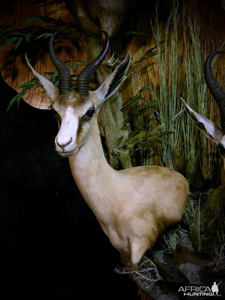 Springbok Slam Shoulder Mount Taxidermy