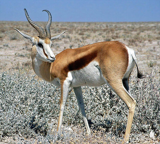 Springbok South Africa