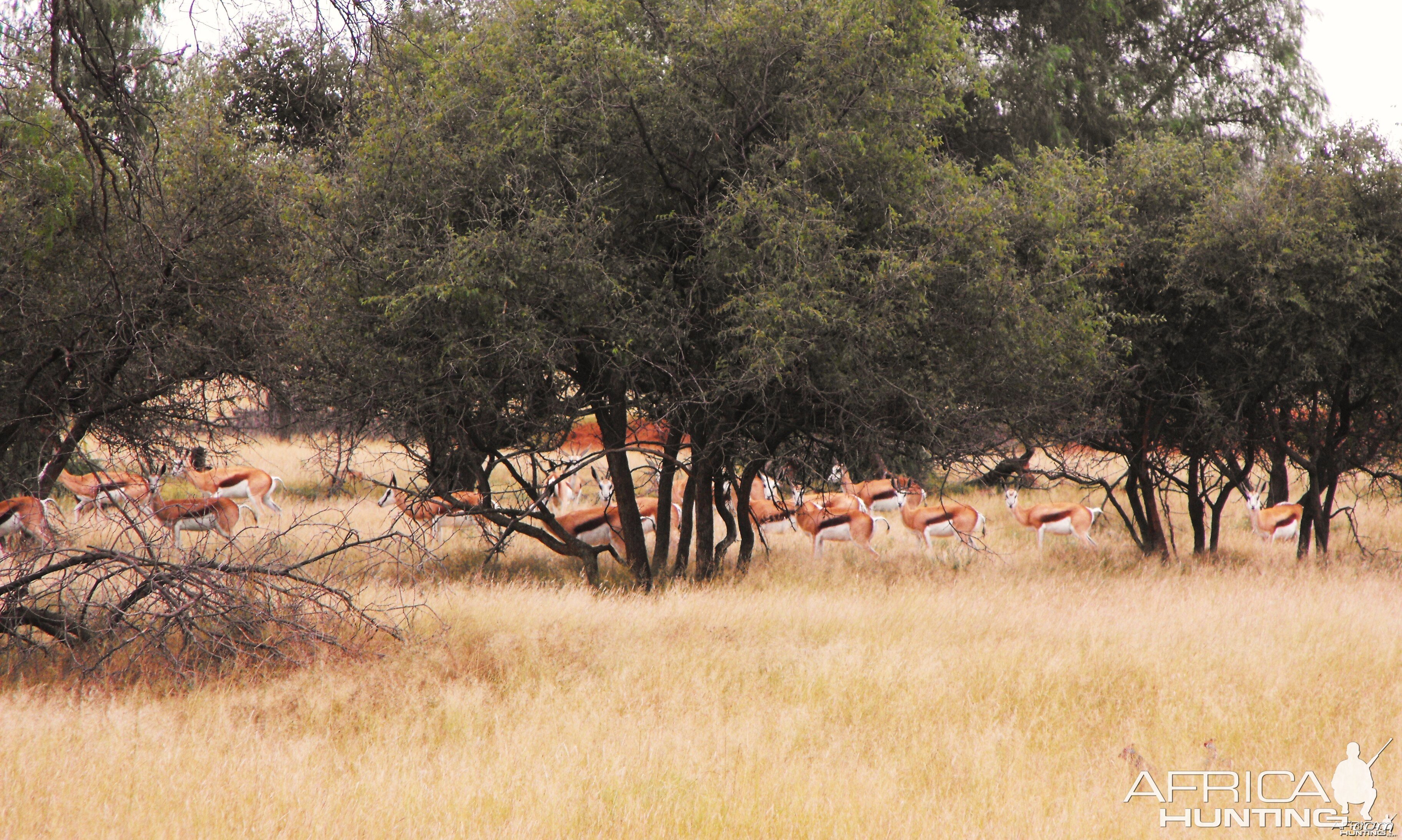 Springbok through the bush
