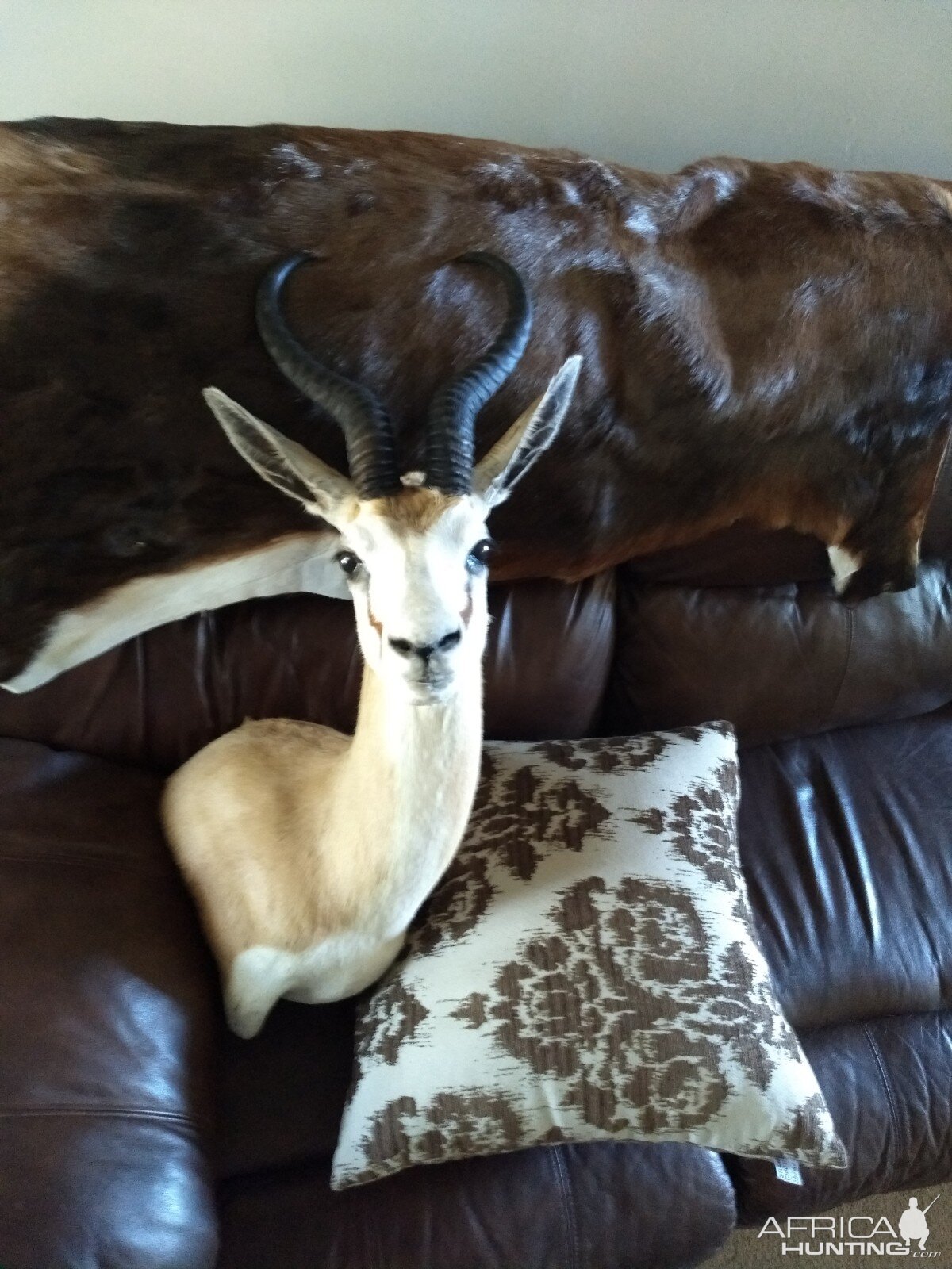 Springbok Wall Mount Taxidermy