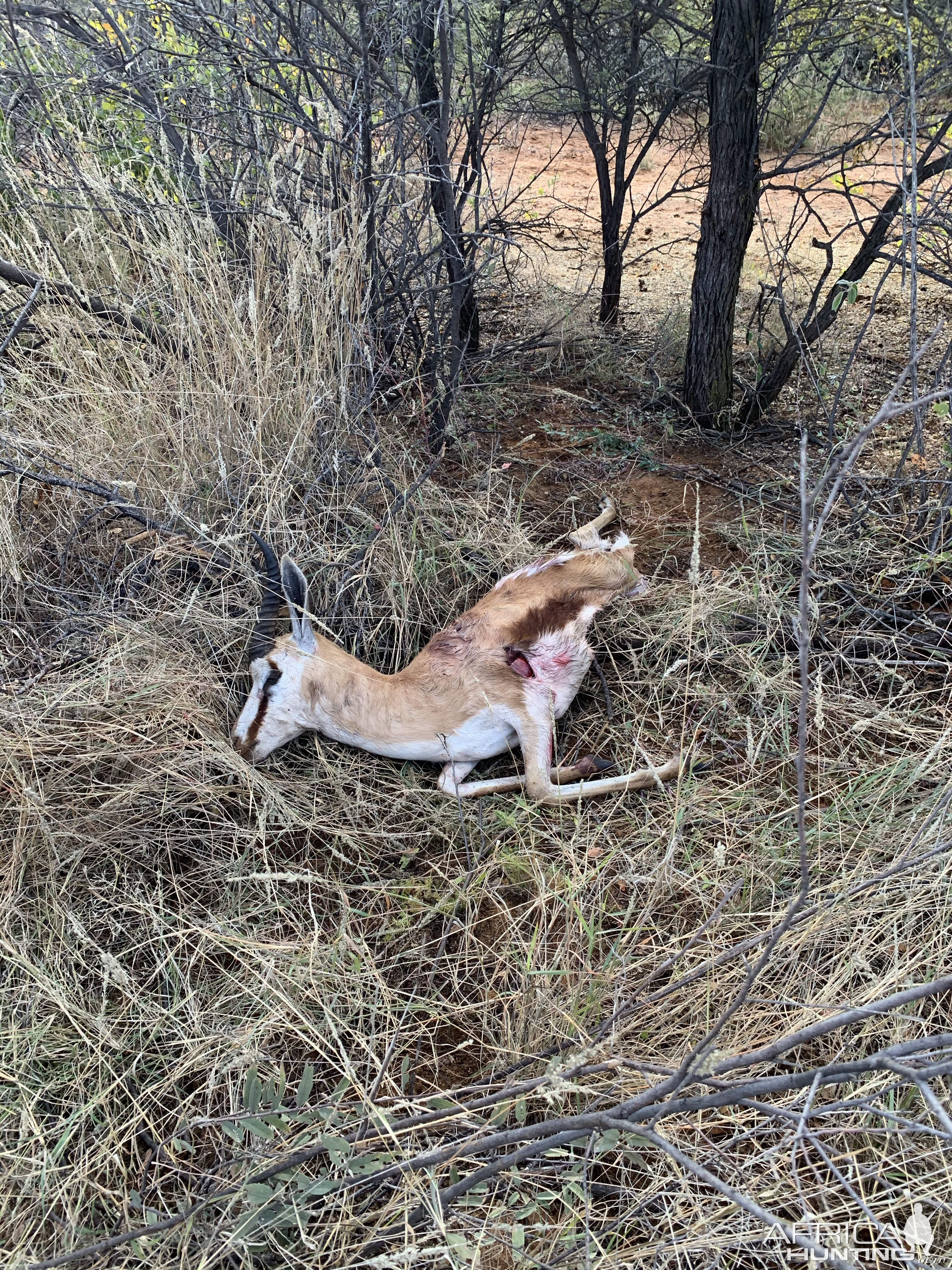 Springbok